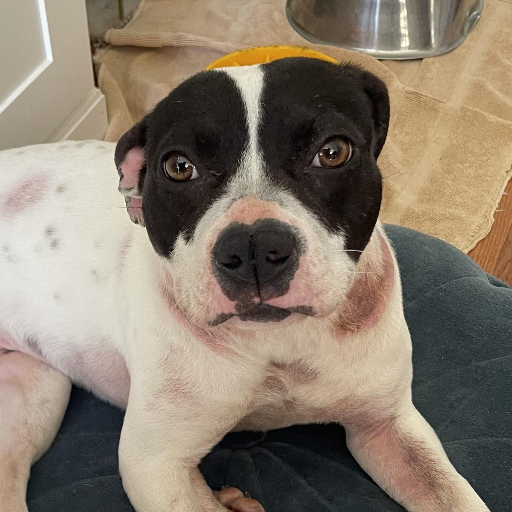 Enlarge Domino, a ADOPTABLE mixed breed in Richmond, VA image 2/6