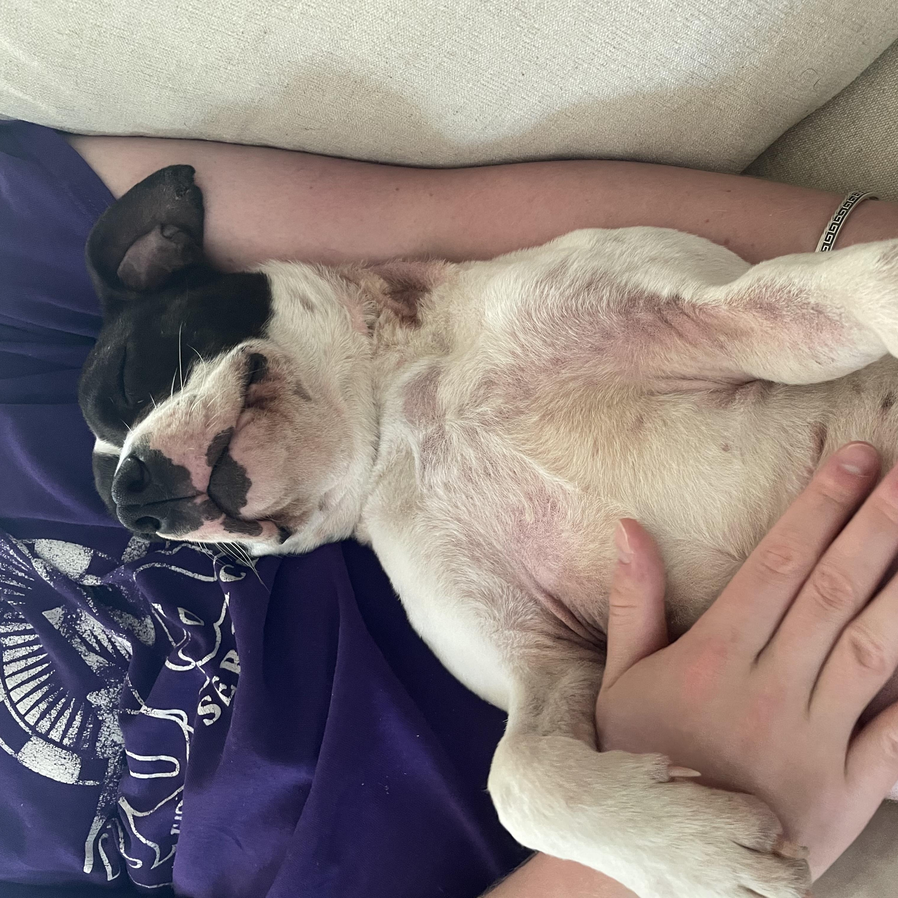 Enlarge Domino, a ADOPTABLE mixed breed in Richmond, VA image 5/6