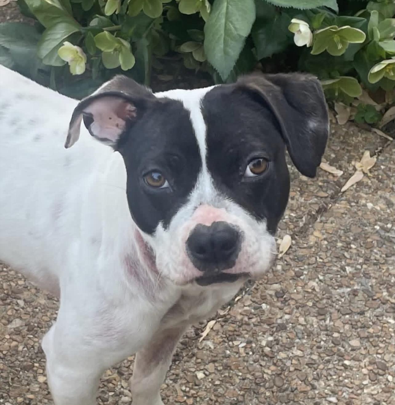 Domino, ADOPTABLE, Adult Female Pit Bull Terrier.