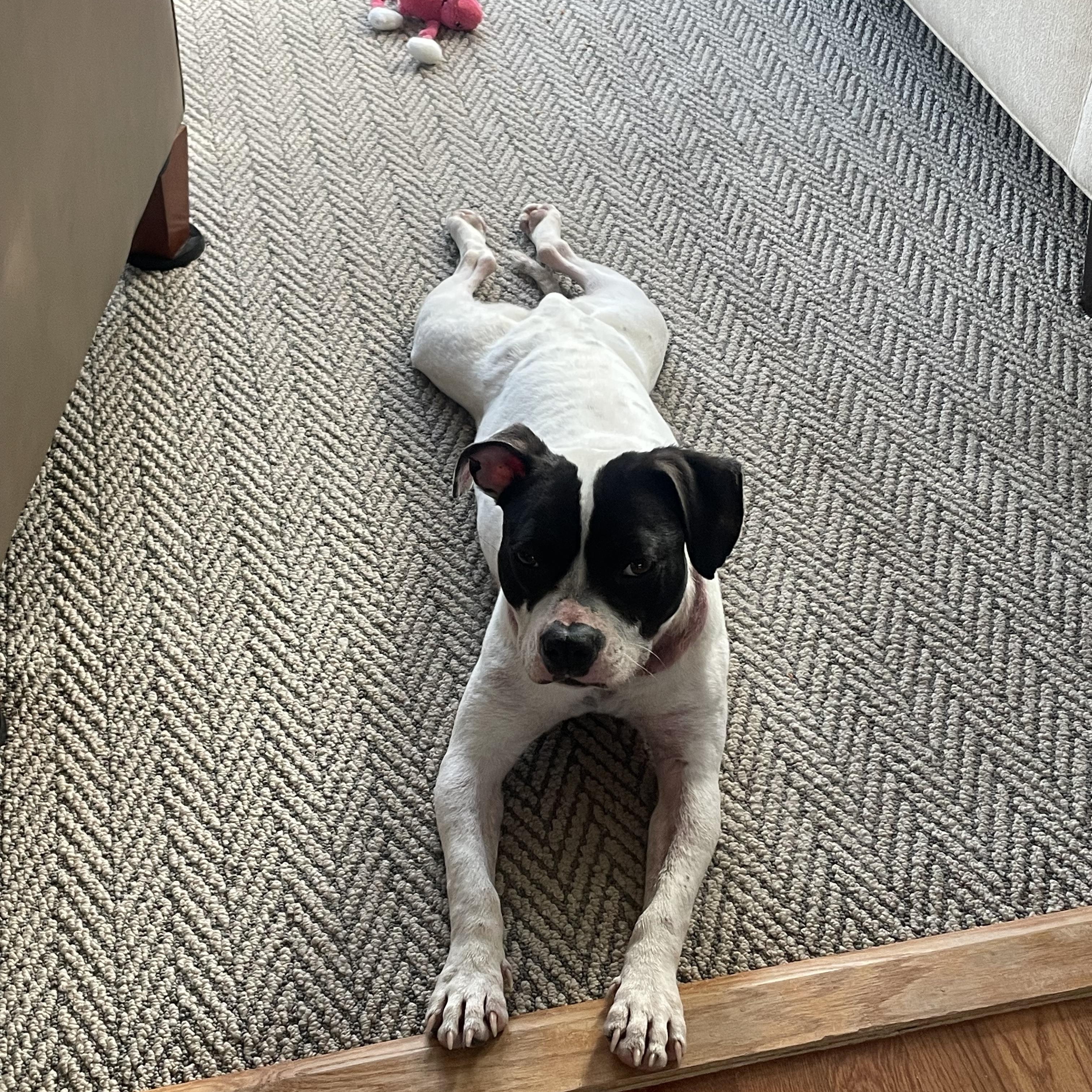 Enlarge Domino, a ADOPTABLE mixed breed in Richmond, VA image 3/6