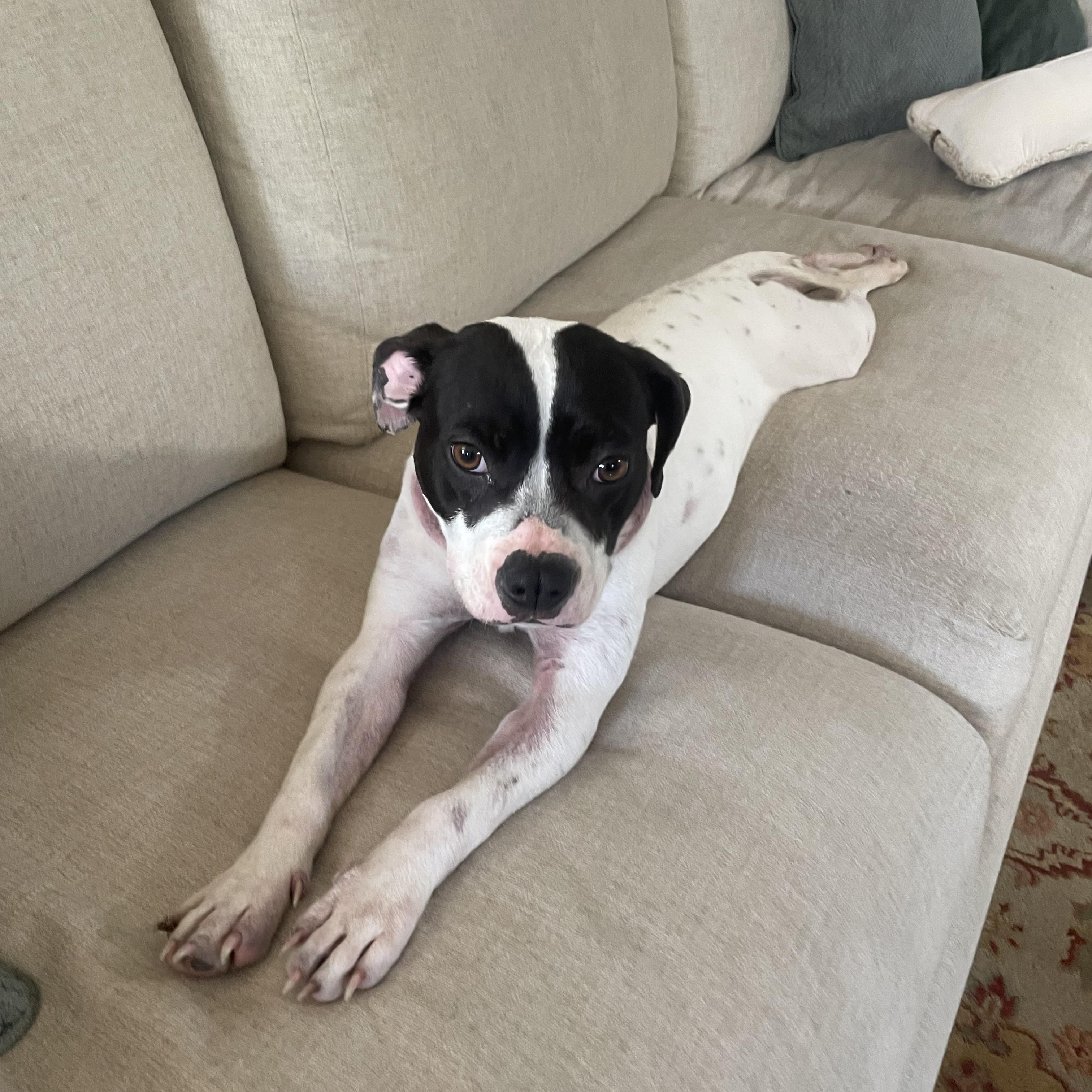 Enlarge Domino, a ADOPTABLE mixed breed in Richmond, VA image 6/6