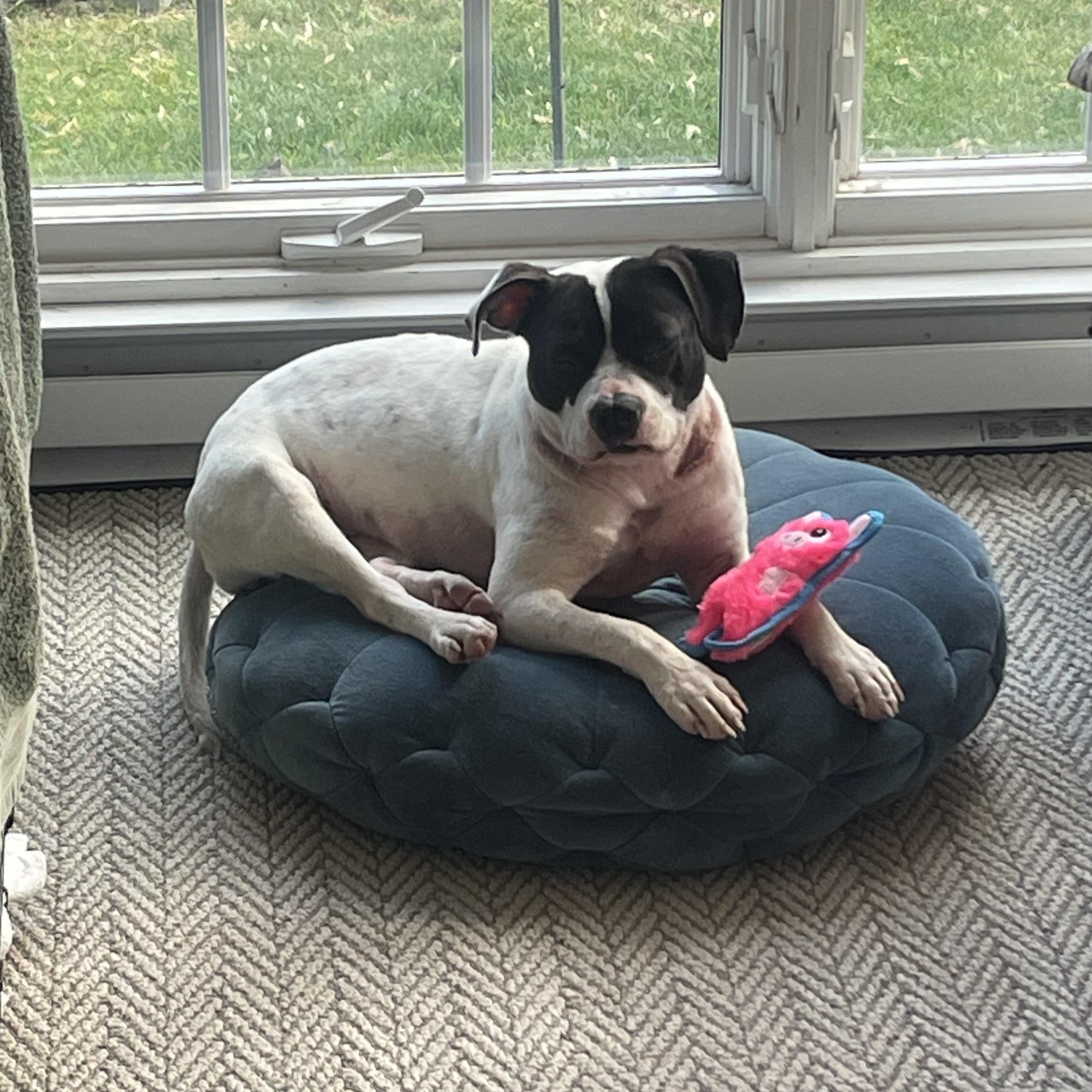 Enlarge Domino, a ADOPTABLE mixed breed in Richmond, VA image 4/6