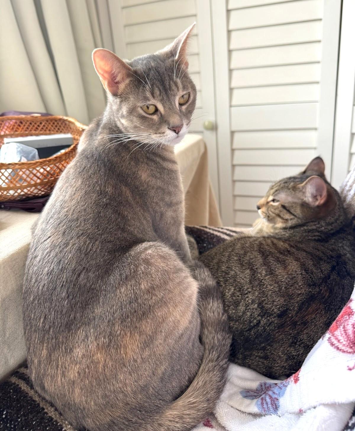 Tutu (and Munch), a Adoptable Domestic Short Hair in Chicago, IL image 2/4