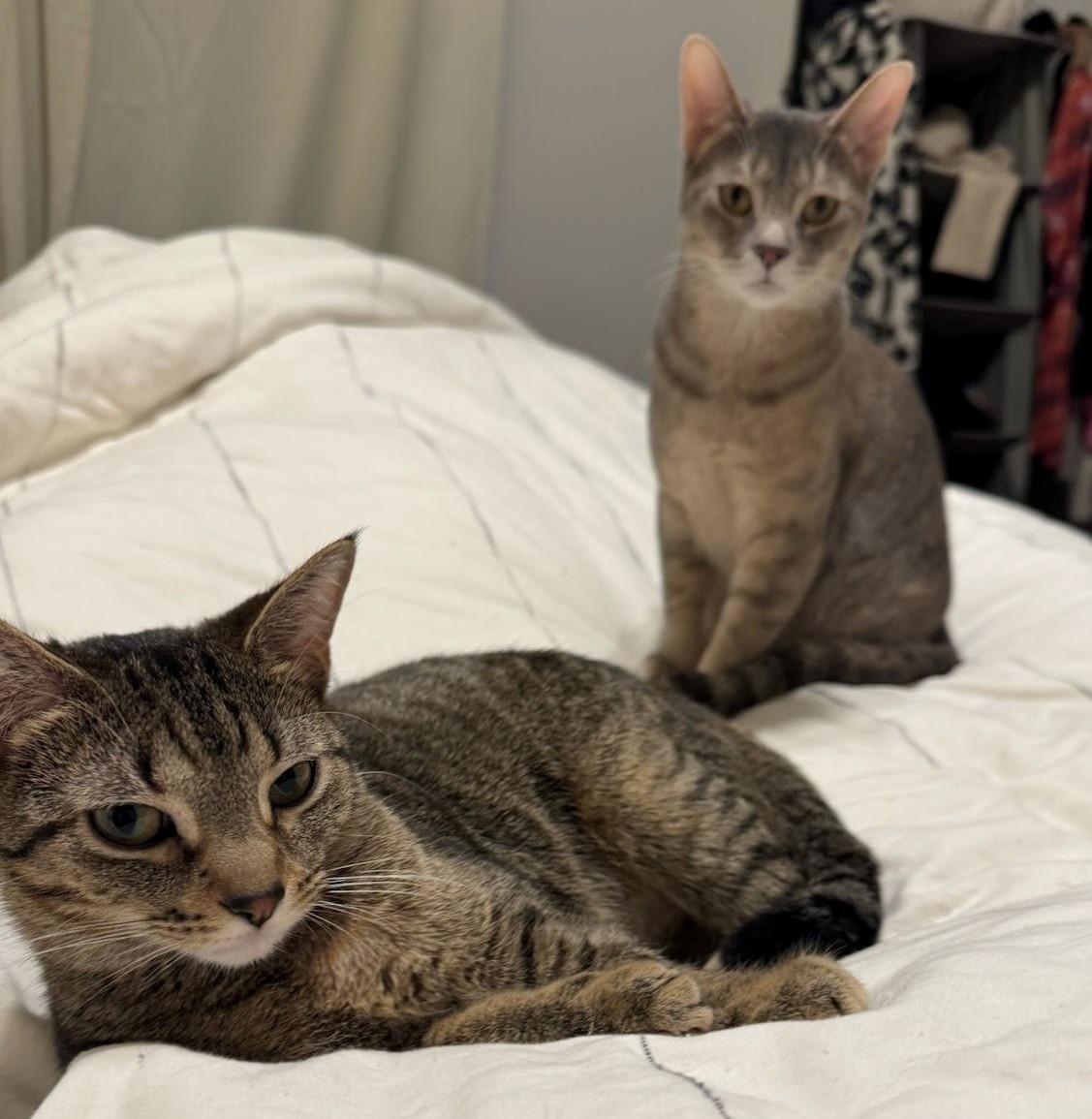 Tutu (and Munch), a Adoptable Domestic Short Hair in Chicago, IL image 4/4