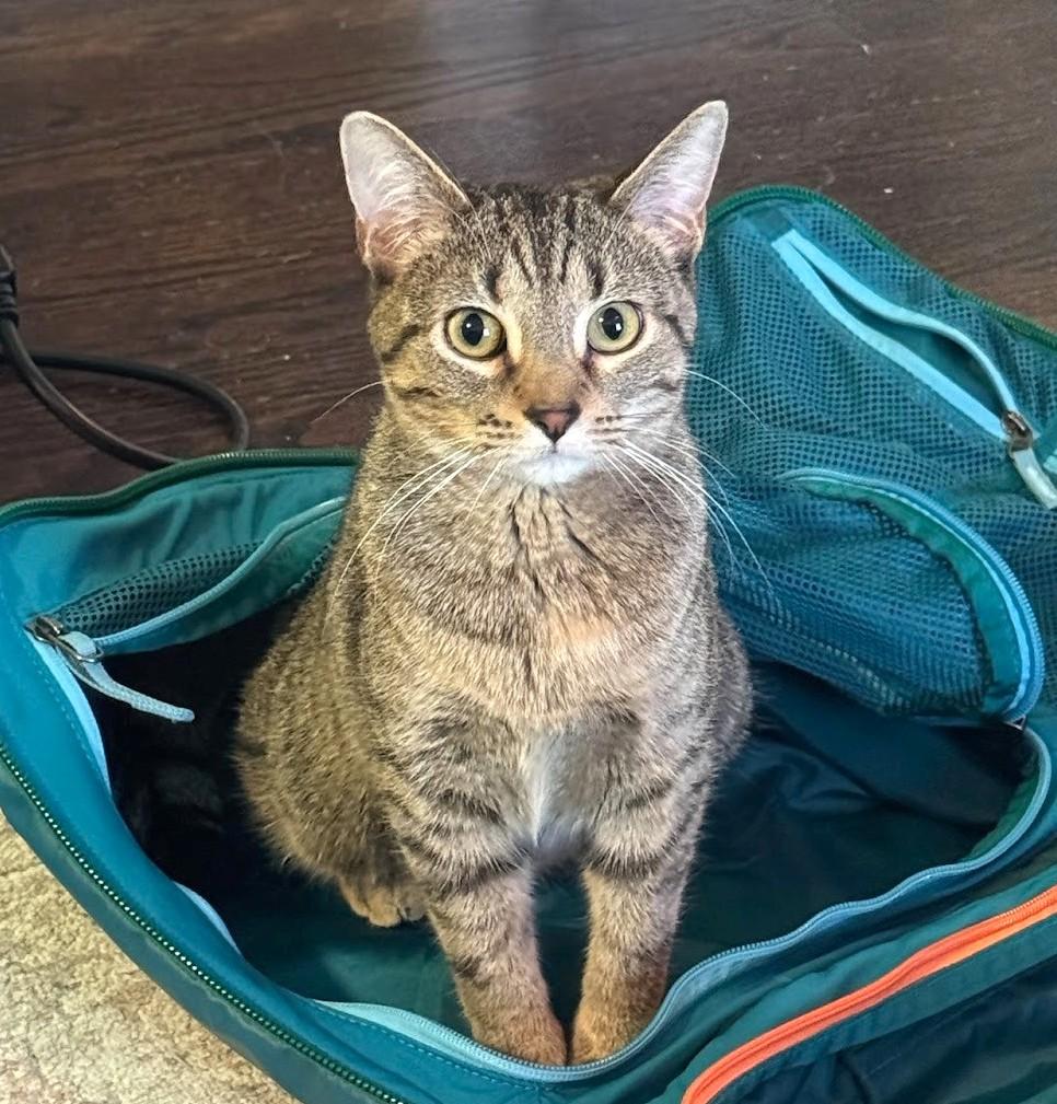 Tutu (and Munch), Adoptable, Young Female Domestic Short Hair.