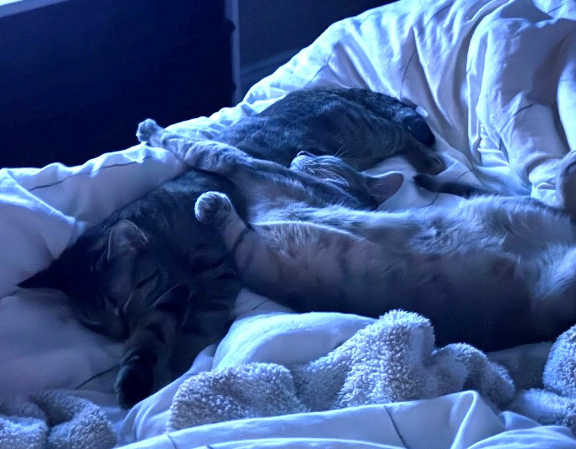 Tutu (and Munch), a Adoptable Domestic Short Hair in Chicago, IL image 3/4