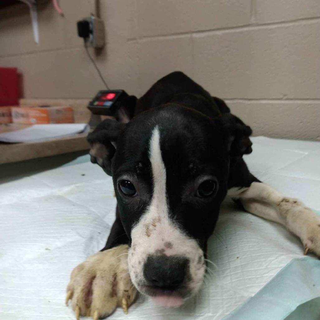 Enlarge Merryweather, a Adoptable mixed breed in Madisonville, KY image 1/2