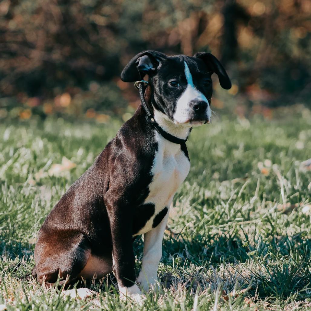 Enlarge Merryweather, a Adoptable mixed breed in Madisonville, KY image 2/2