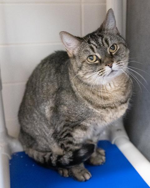 Enlarge MISSY, a Adoptable Domestic Short Hair in Leesburg, VA image 1/1