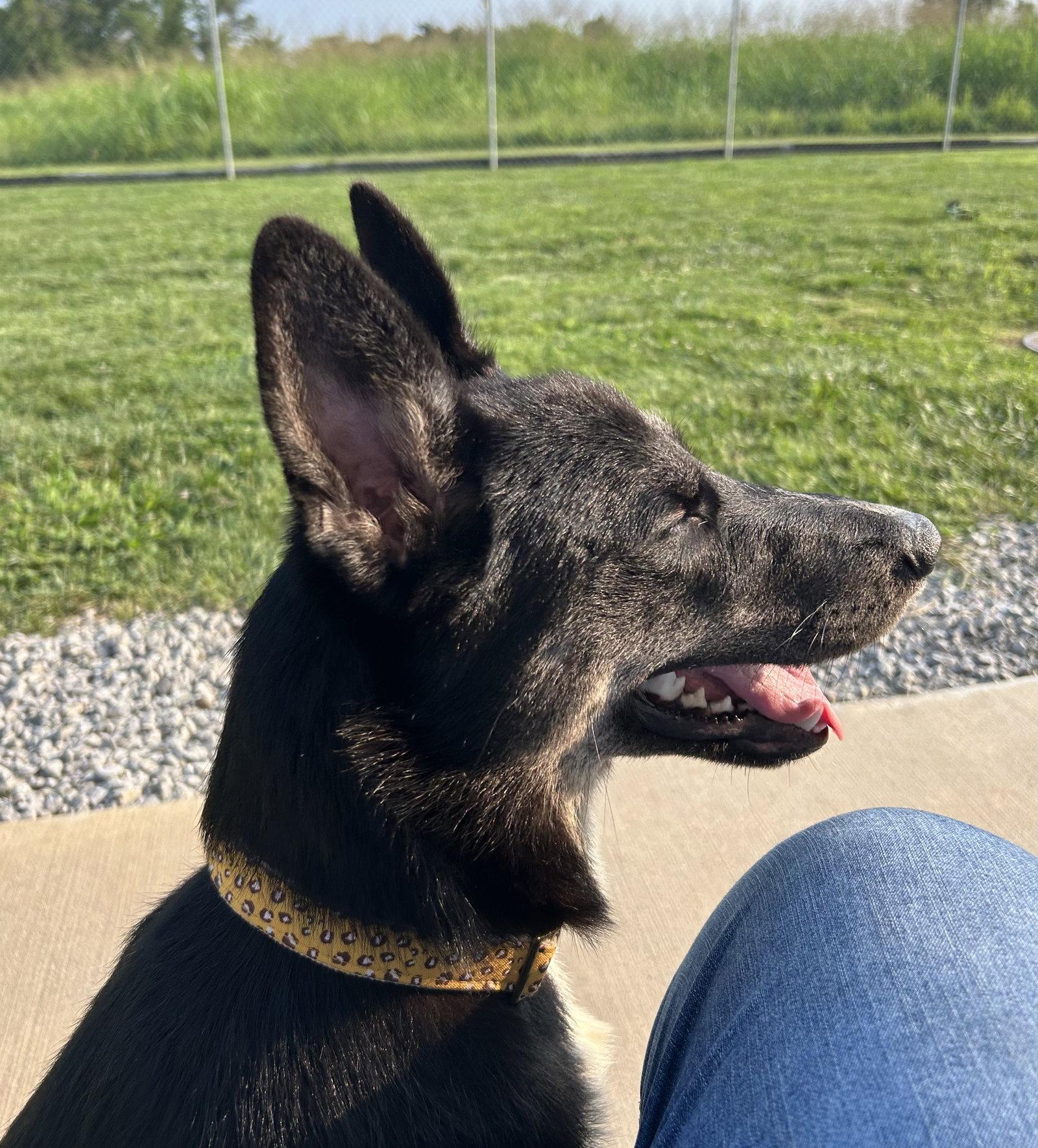 Enlarge Diva, a Adoptable mixed breed in Steeleville, IL image 1/3