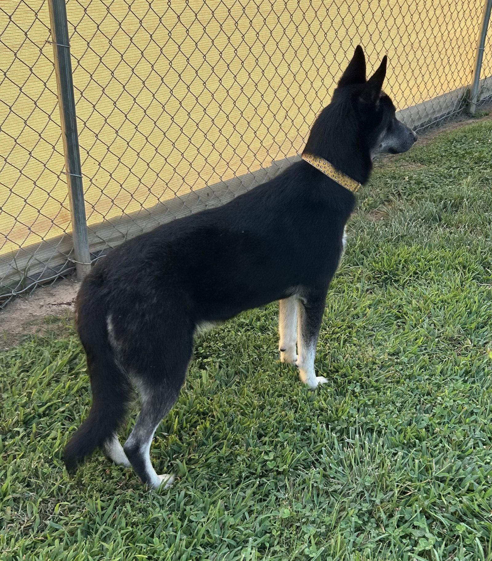 Enlarge Diva, a Adoptable mixed breed in Steeleville, IL image 2/3