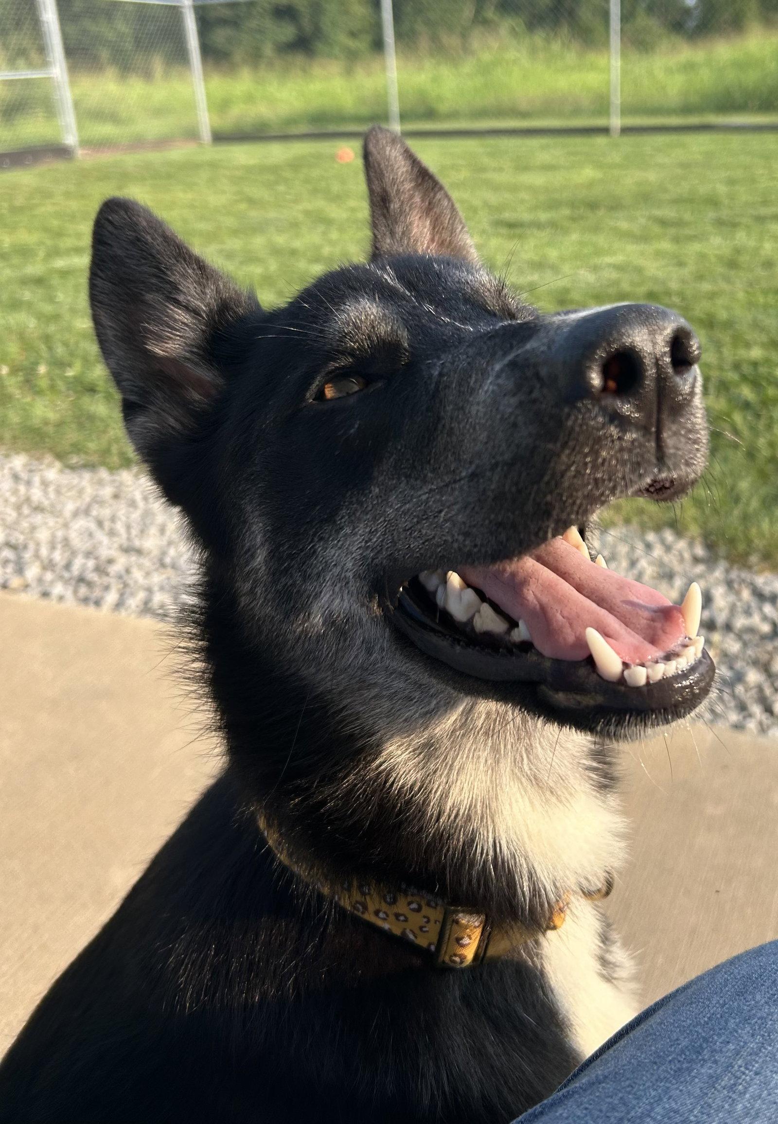 Enlarge Diva, a Adoptable mixed breed in Steeleville, IL image 3/3