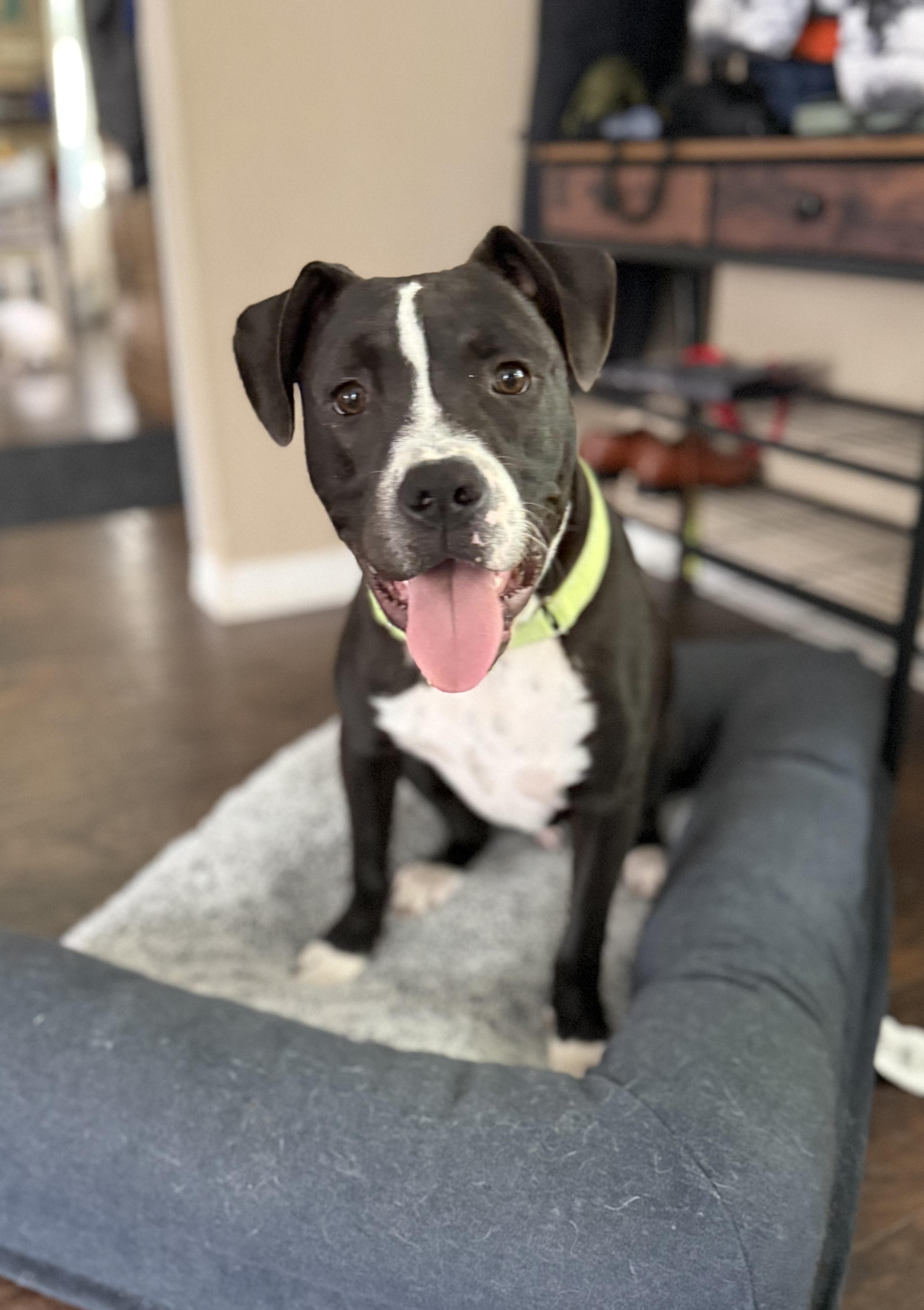 Nestor, Adoptable, Puppy Male Boxer & Pit Bull Terrier.