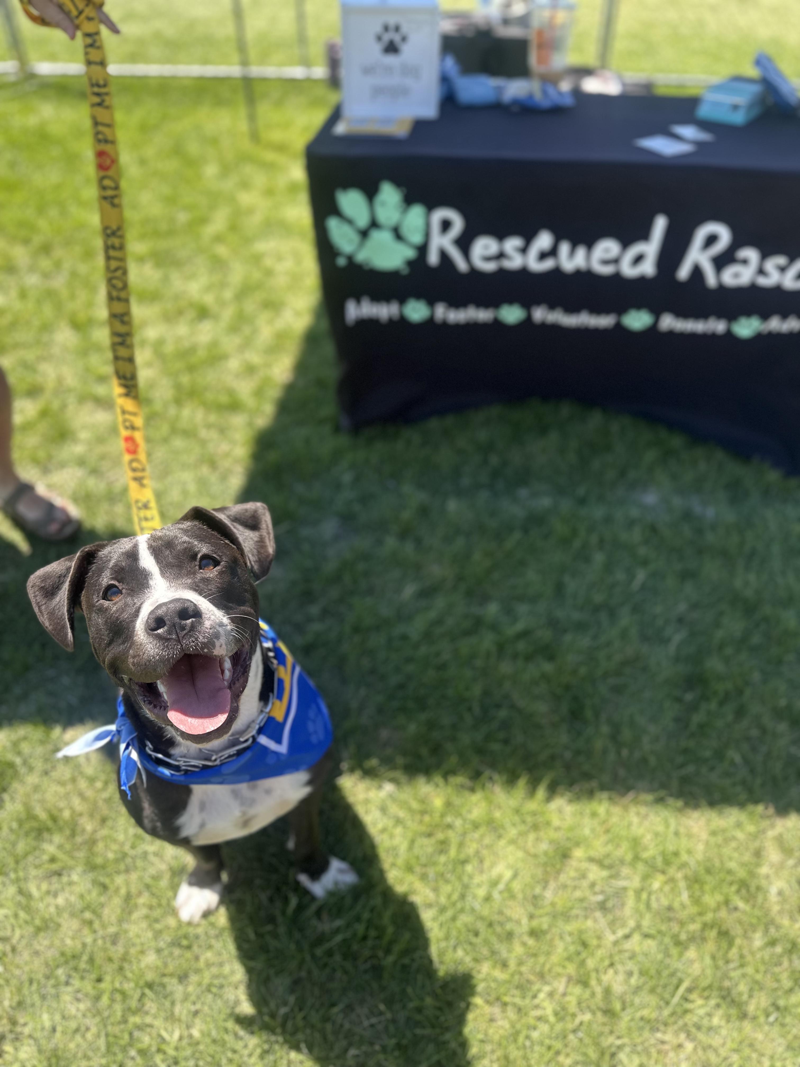 Nestor, a Adoptable mixed breed in Oswego, IL image 2/6