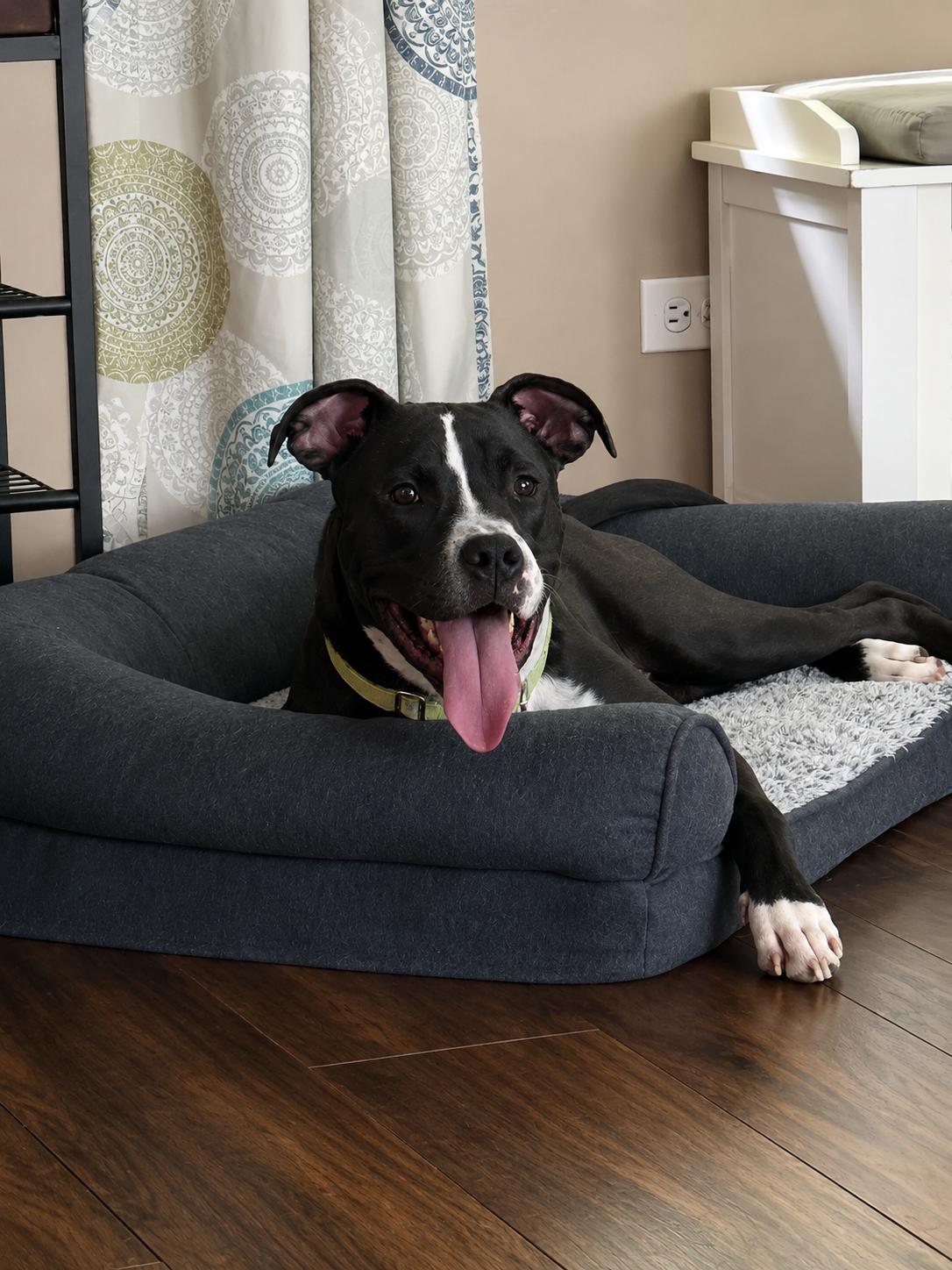 Nestor, a Adoptable mixed breed in Oswego, IL image 3/6