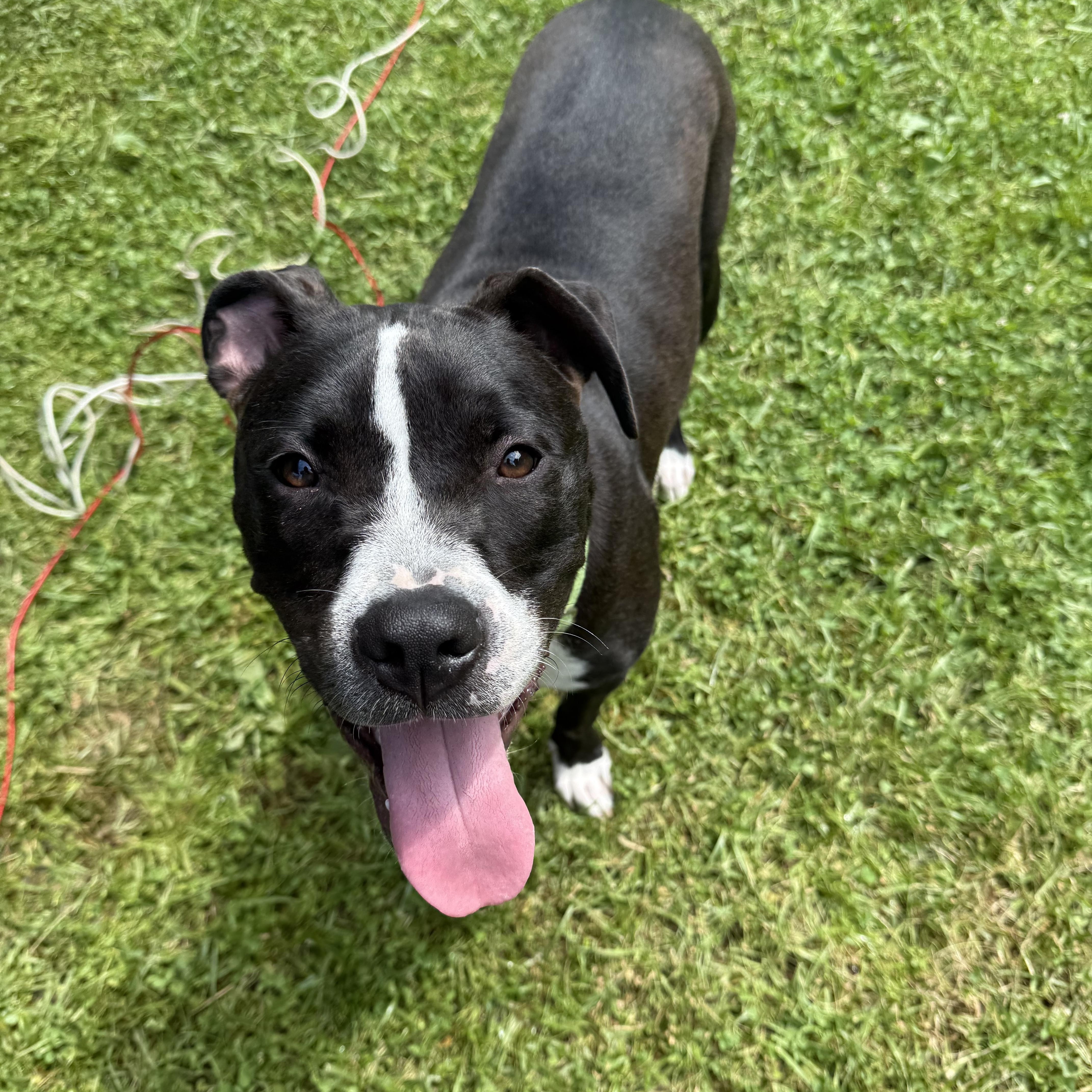Nestor, a Adoptable mixed breed in Oswego, IL image 4/6