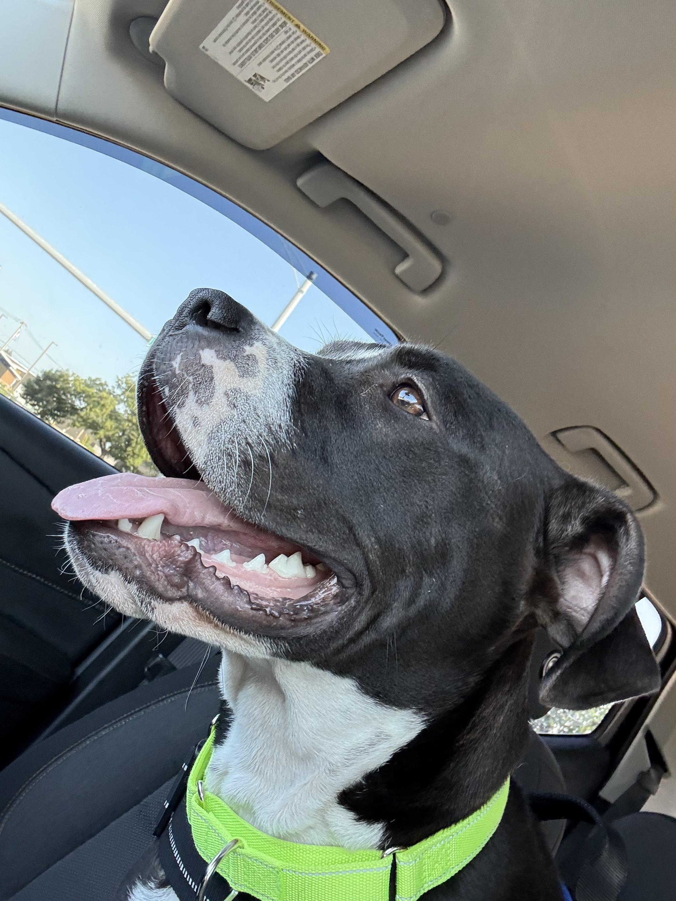 Nestor, a Adoptable mixed breed in Oswego, IL image 5/6