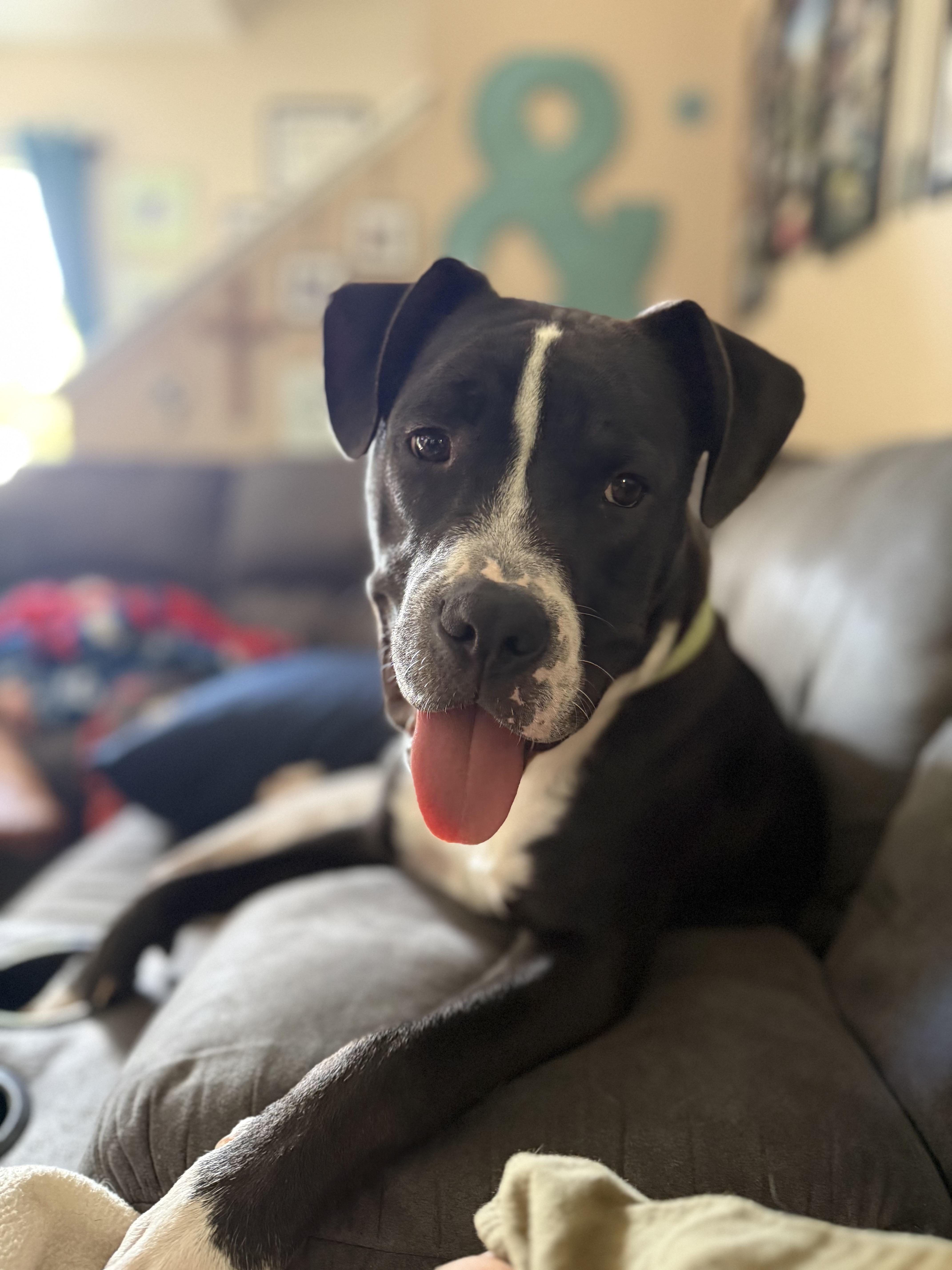 Nestor, a Adoptable mixed breed in Oswego, IL image 6/6