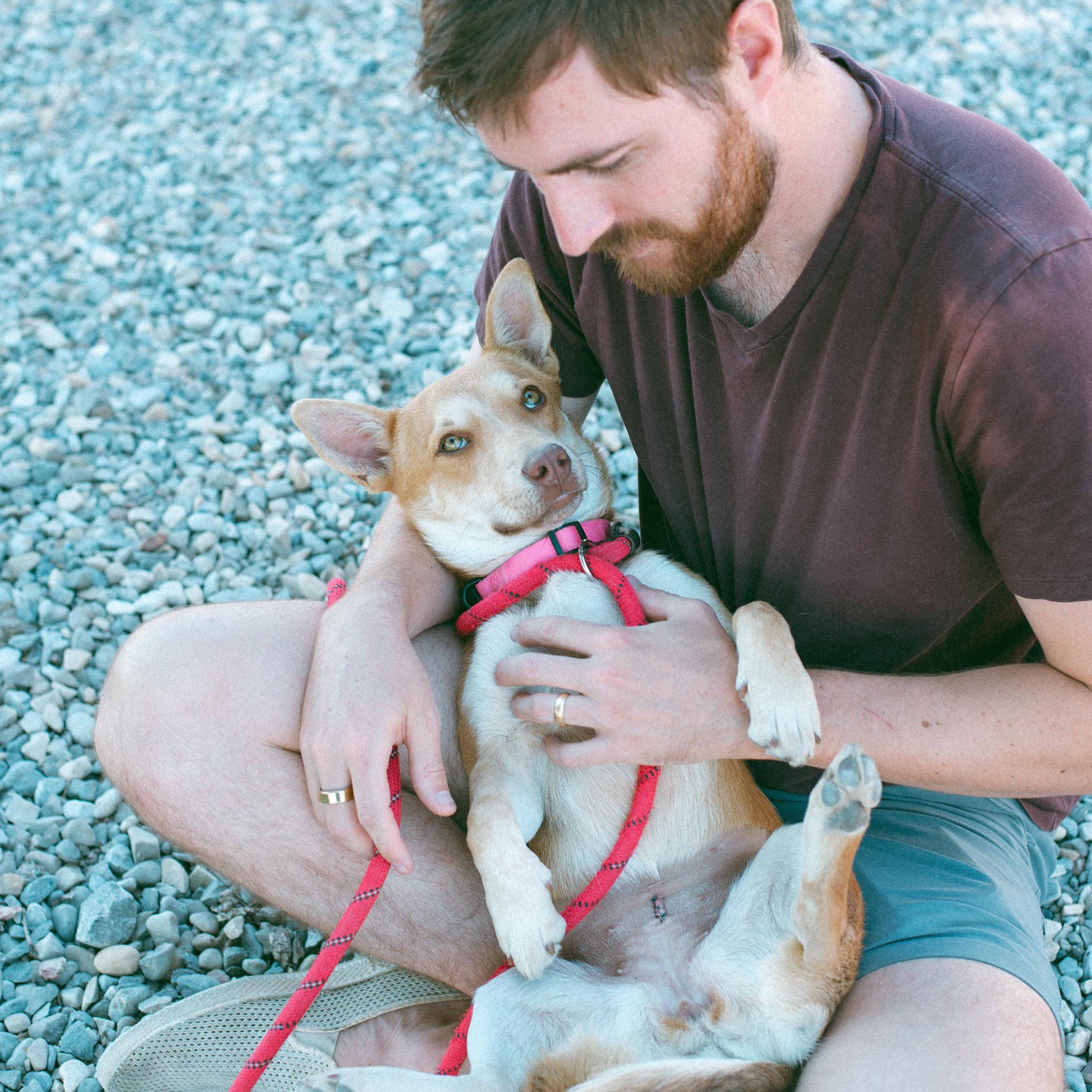 Arizona, an adoptable Corgi in Thayne, WY, 83127 | Photo Image 3