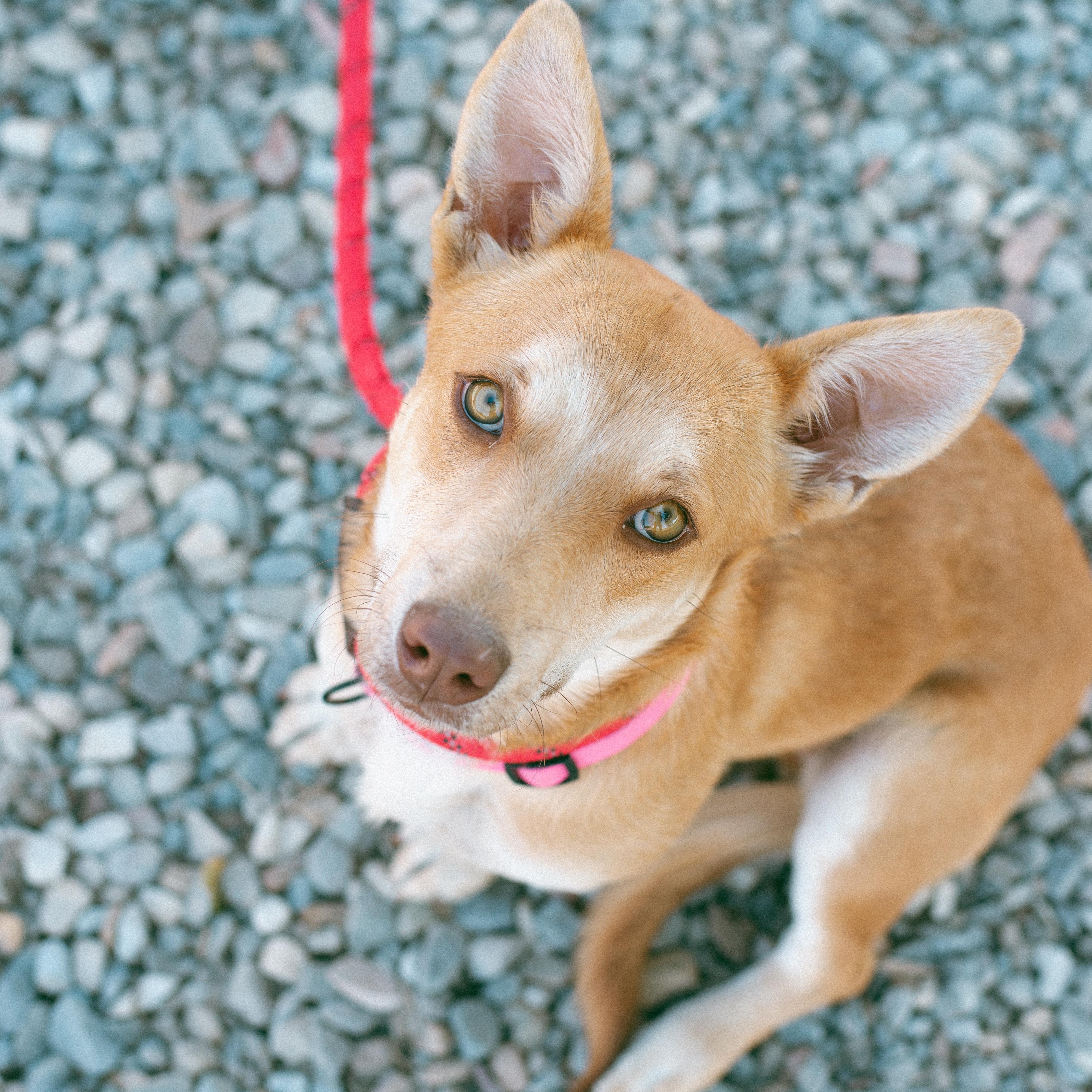 Arizona, an adoptable Corgi in Thayne, WY, 83127 | Photo Image 1