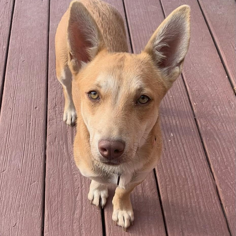 Arizona, an adoptable Corgi in Thayne, WY, 83127 | Photo Image 4