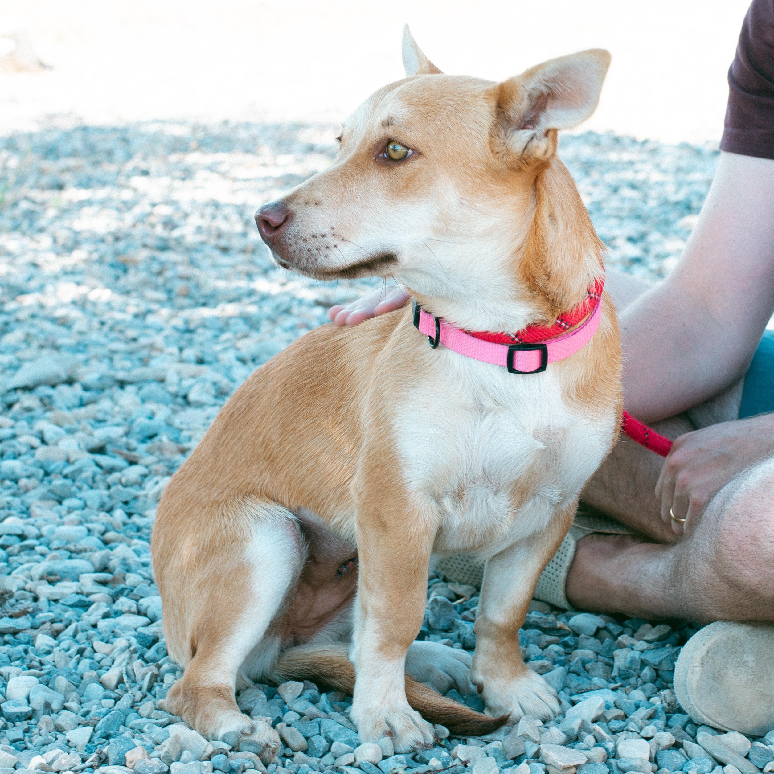Arizona, an adoptable Corgi in Thayne, WY, 83127 | Photo Image 5