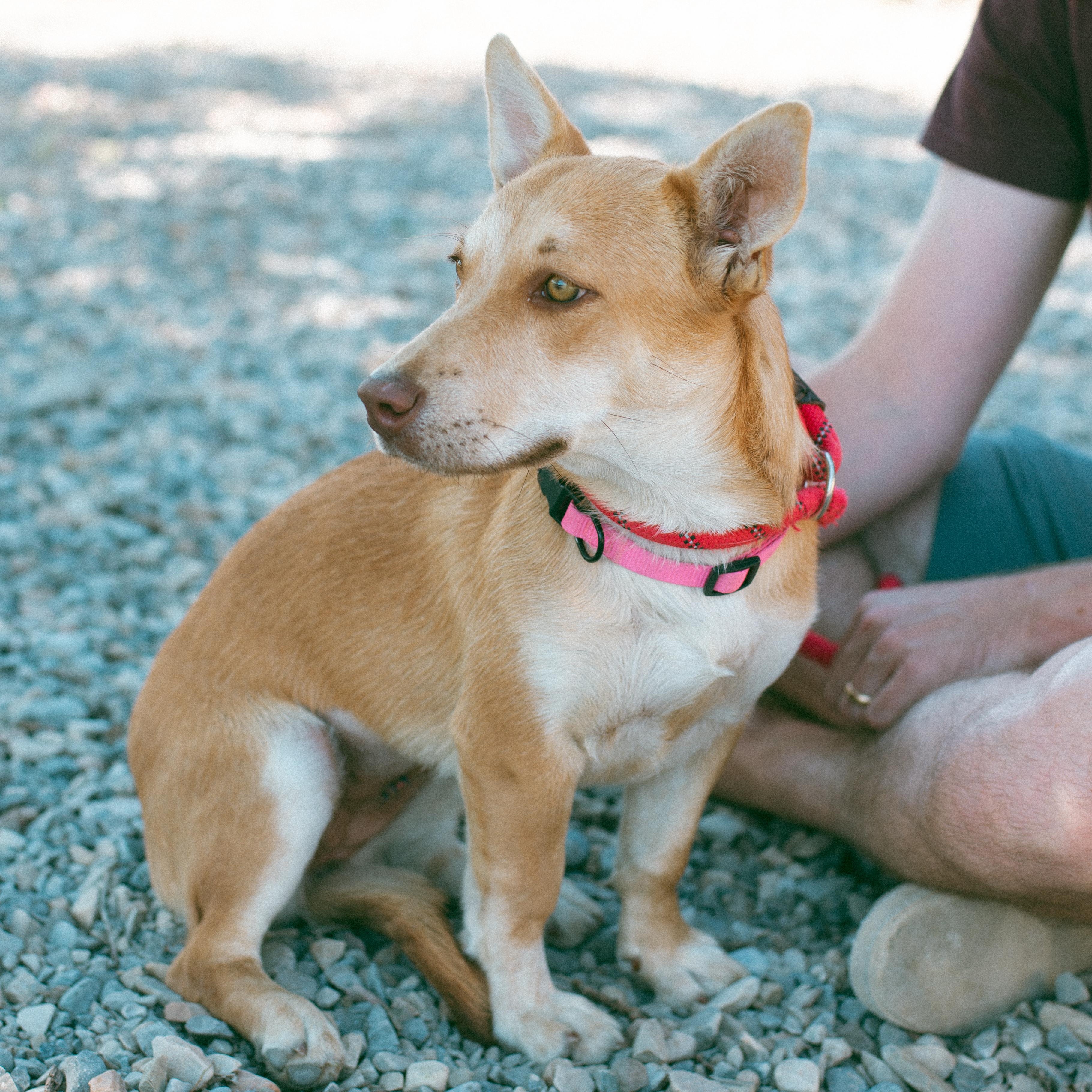 Arizona, an adoptable Corgi in Thayne, WY, 83127 | Photo Image 2