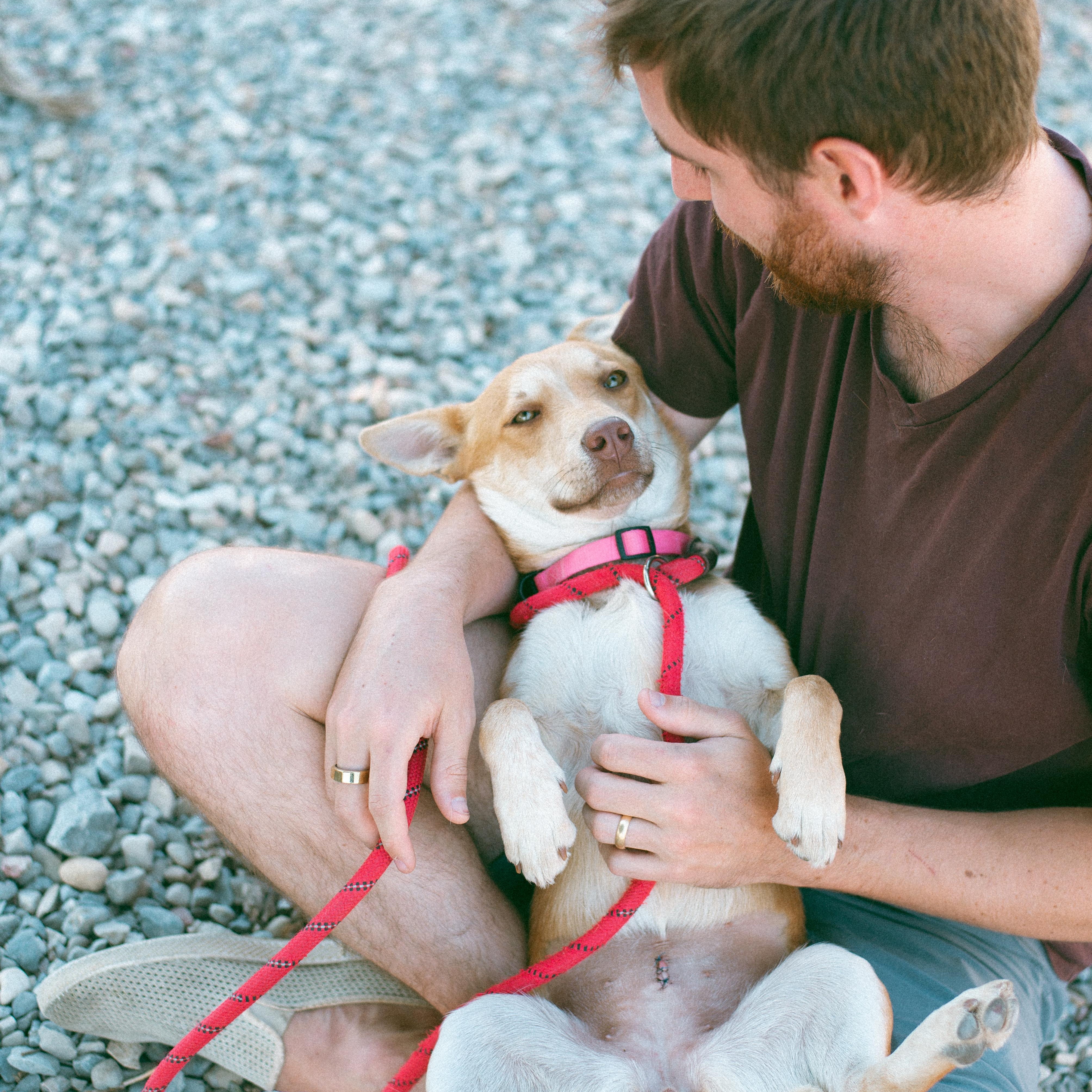 Arizona, an adoptable Corgi in Thayne, WY, 83127 | Photo Image 6