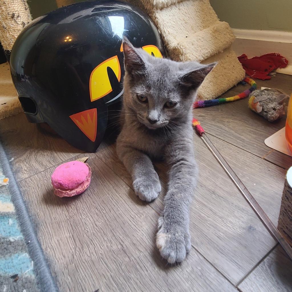 0824-104 Molly, Adoptable, Adult Female Domestic Medium Hair.