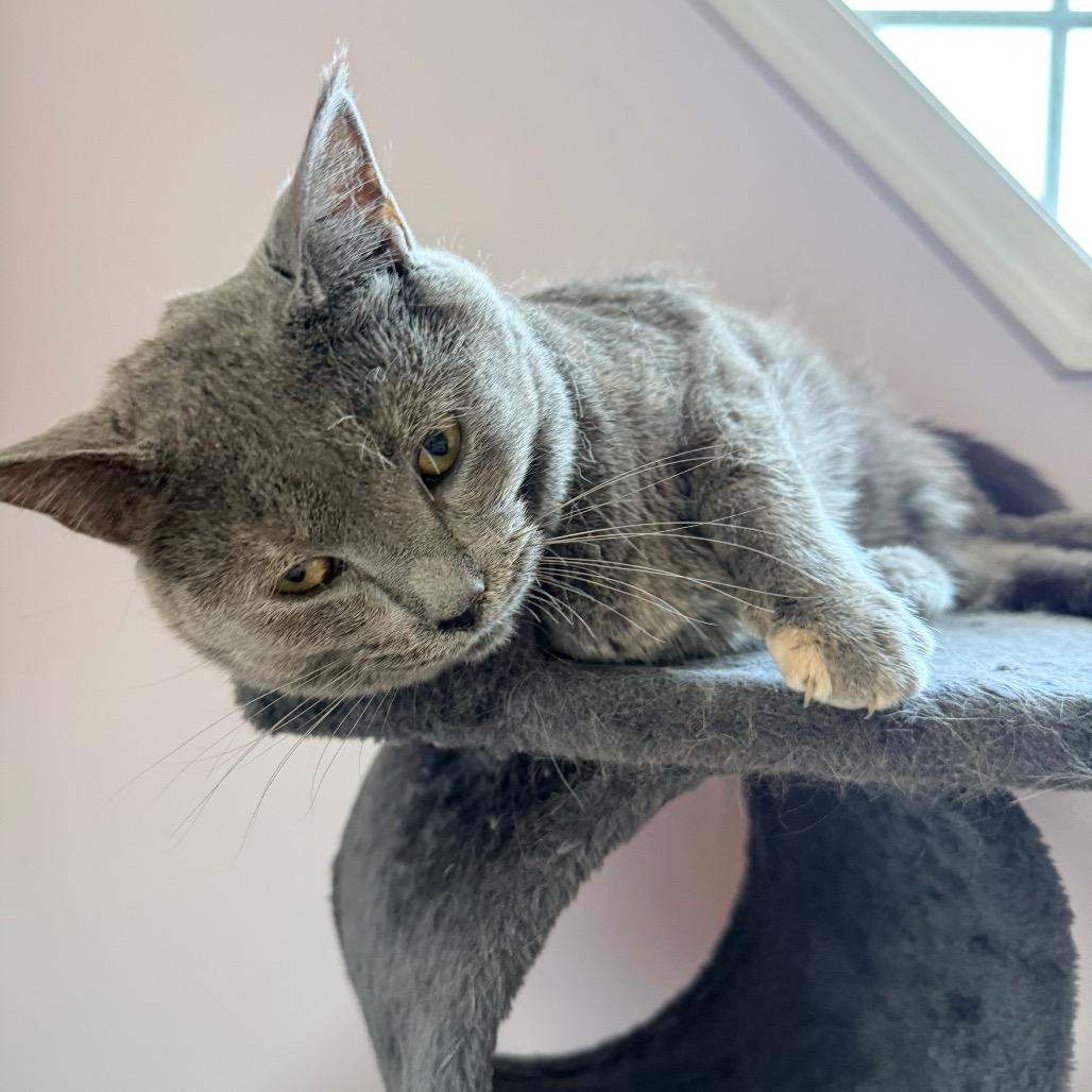 Enlarge 0824-104 Molly (FKA Rey), a Adoptable Domestic Medium Hair in Abingdon, MD image 1/6