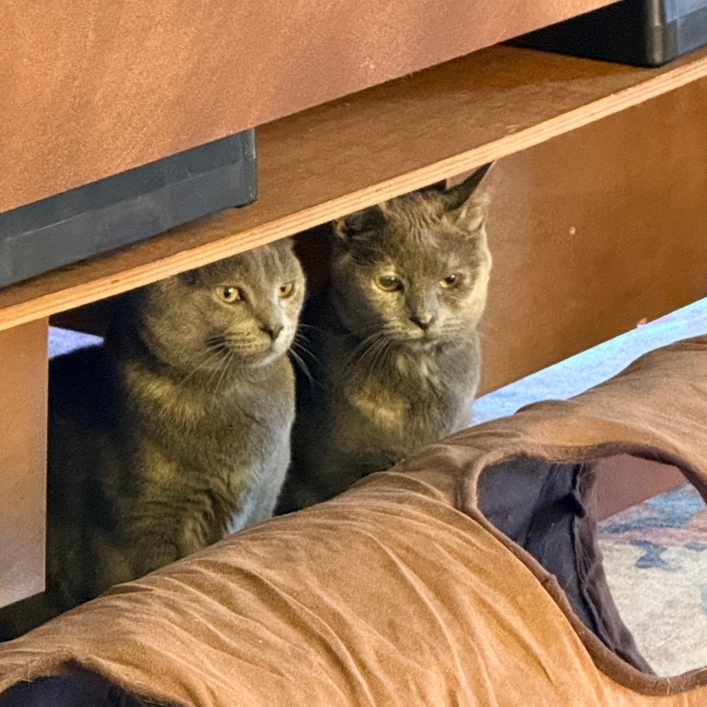 Enlarge 0824-104 Molly (FKA Rey), a Adoptable Domestic Medium Hair in Abingdon, MD image 2/6