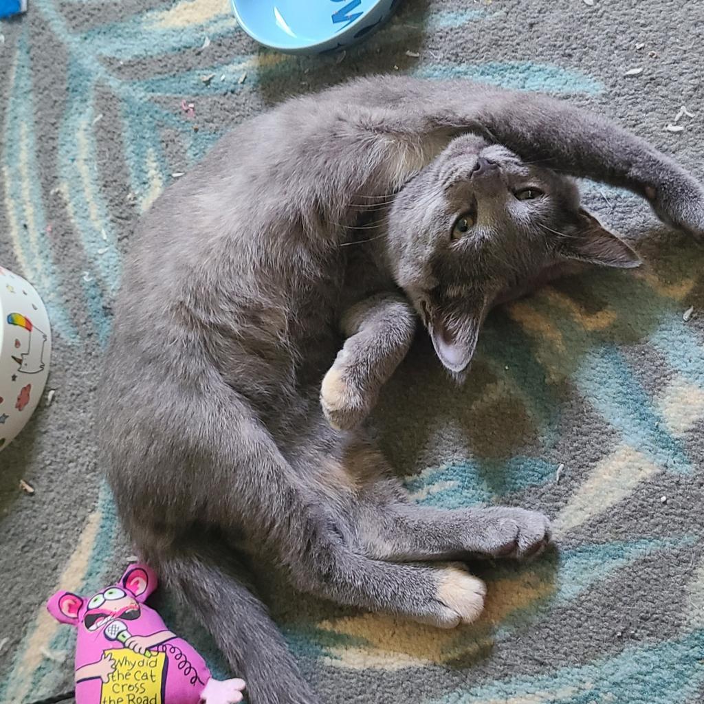 Enlarge 0824-104 Molly, a Adoptable Domestic Medium Hair in Abingdon, MD image 2/6