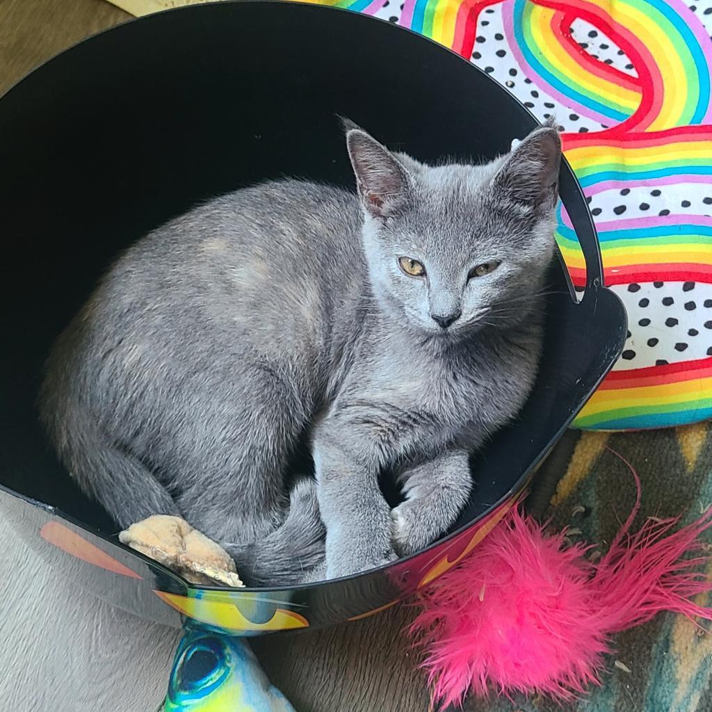 Enlarge 0824-104 Molly, a Adoptable Domestic Medium Hair in Abingdon, MD image 3/6