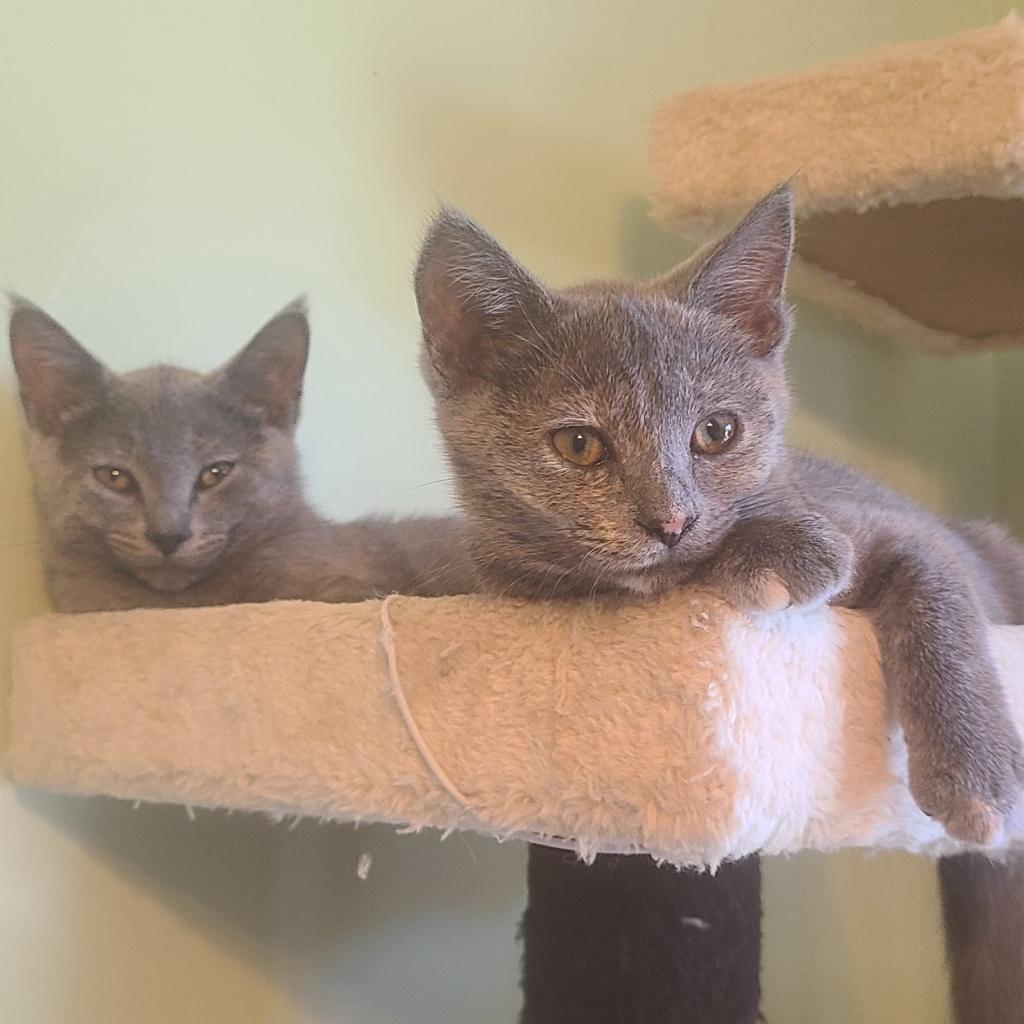 Enlarge 0824-104 Molly, a Adoptable Domestic Medium Hair in Abingdon, MD image 4/6