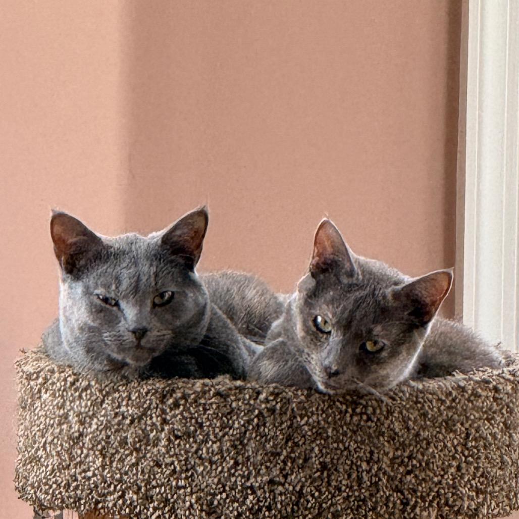 Enlarge 0824-104 Molly (FKA Rey), a Adoptable Domestic Medium Hair in Abingdon, MD image 3/6