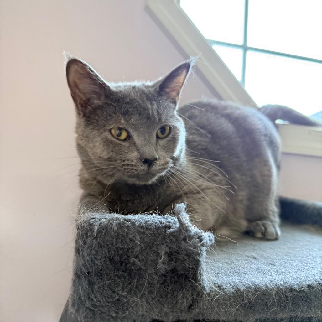 Enlarge 0824-104 Molly (FKA Rey), a Adoptable Domestic Medium Hair in Abingdon, MD image 4/6