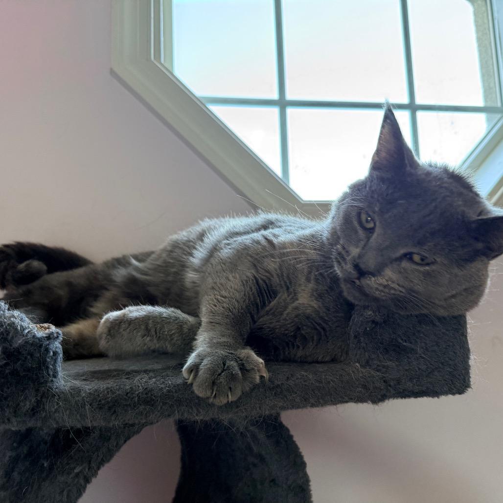 Enlarge 0824-104 Molly (FKA Rey), a Adoptable Domestic Medium Hair in Abingdon, MD image 5/6