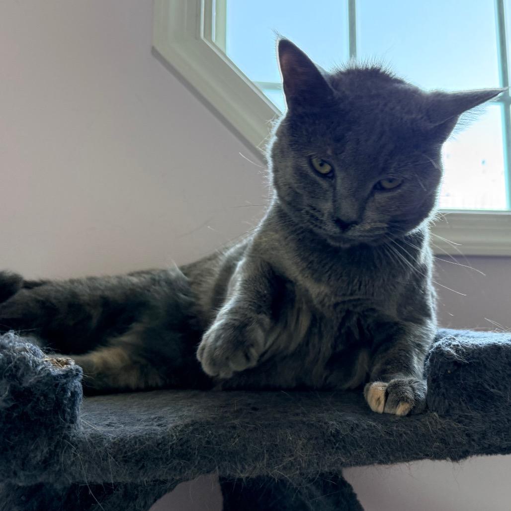 Enlarge 0824-104 Molly (FKA Rey), a Adoptable Domestic Medium Hair in Abingdon, MD image 6/6