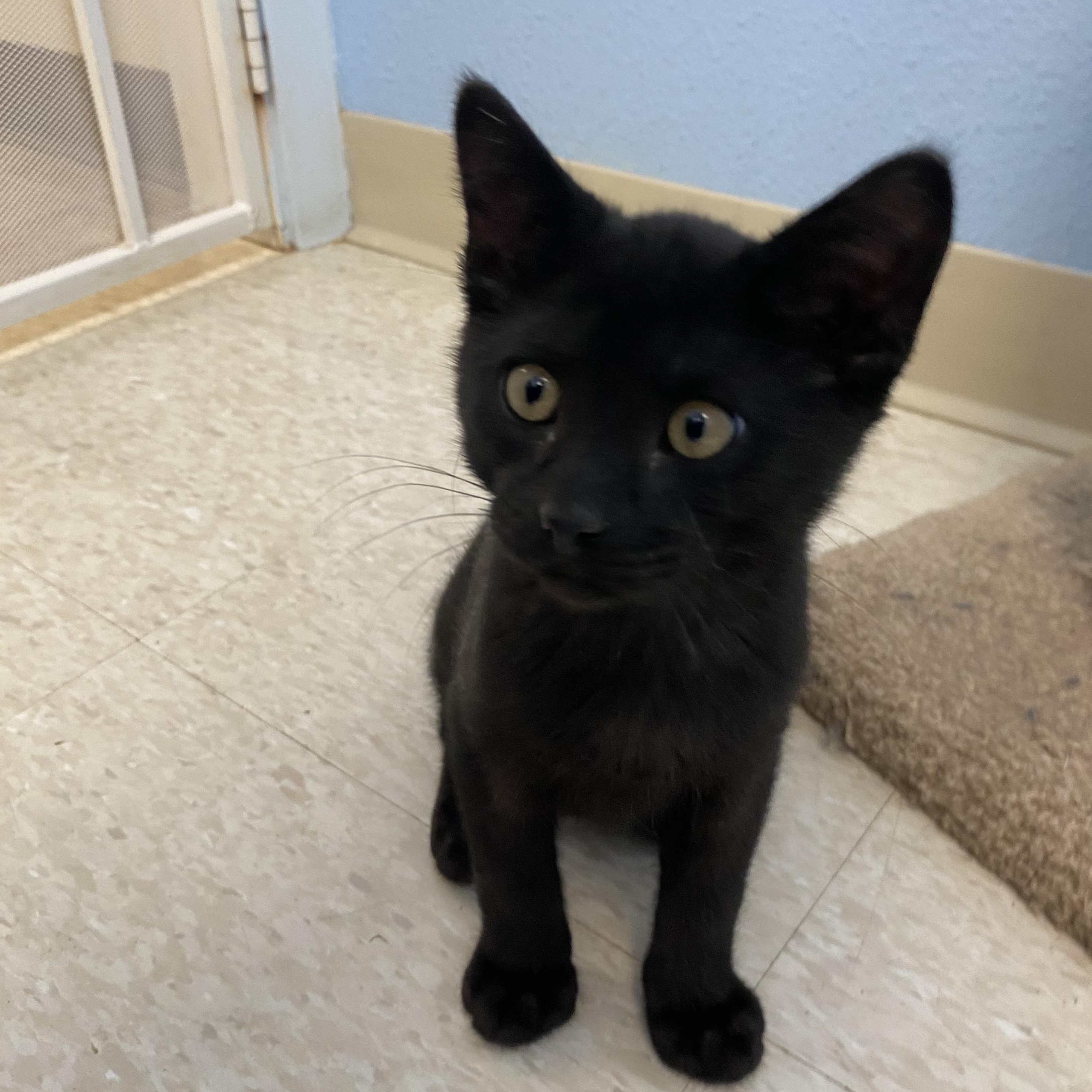 Lightning, ADOPTABLE, Kitten Male Domestic Medium Hair.