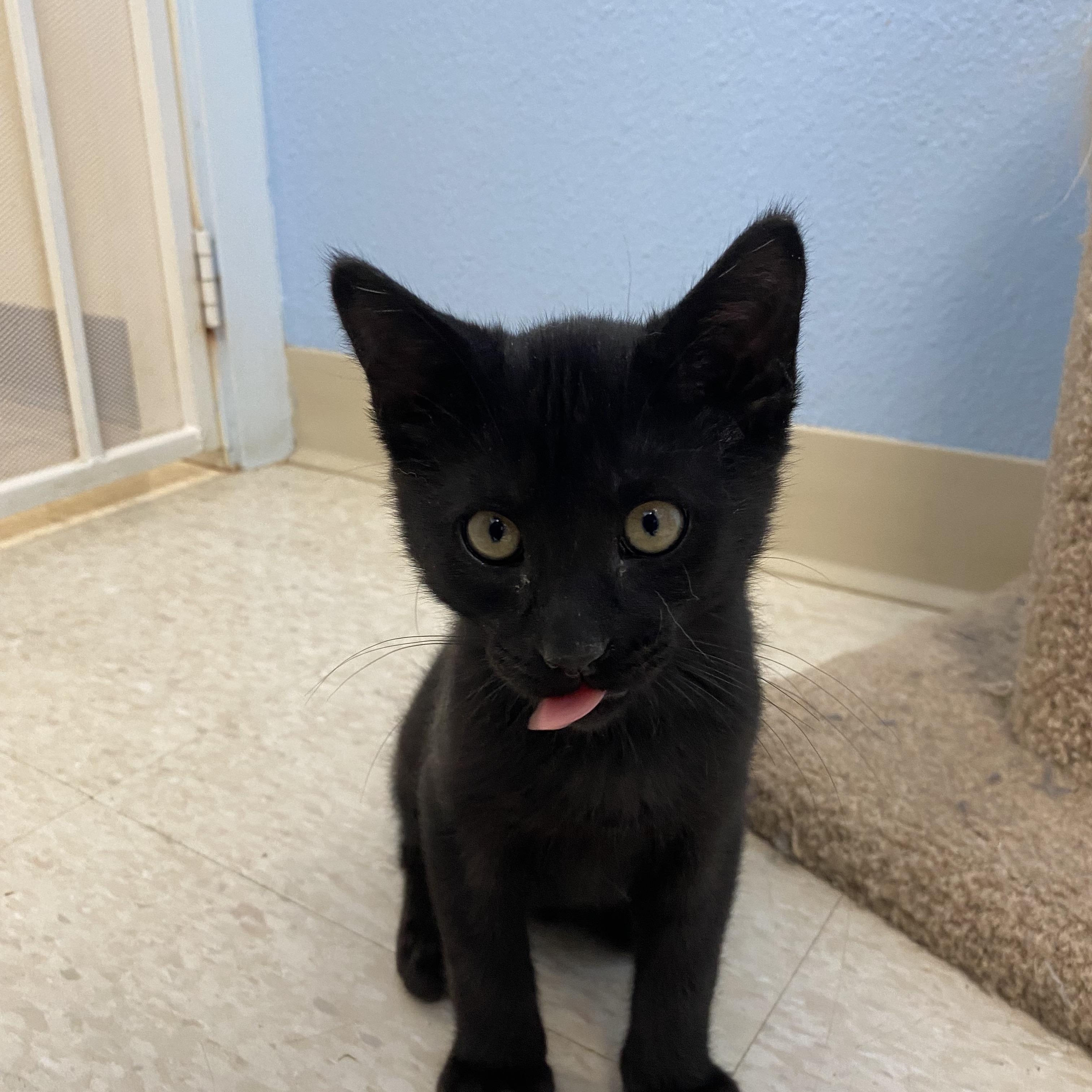 Lightning, a ADOPTABLE Domestic Medium Hair in Choteau, MT image 2/3