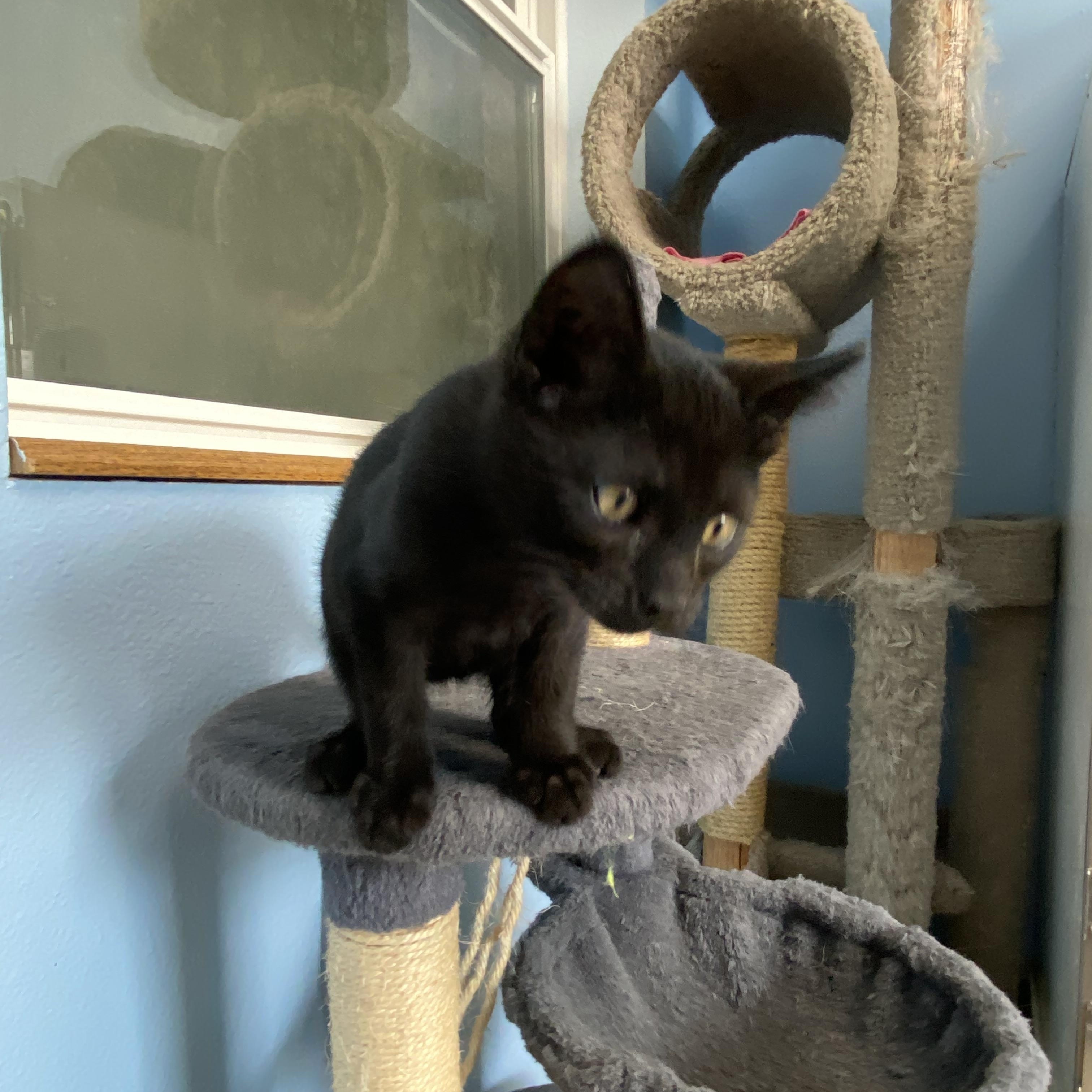 Lightning, a ADOPTABLE Domestic Medium Hair in Choteau, MT image 3/3