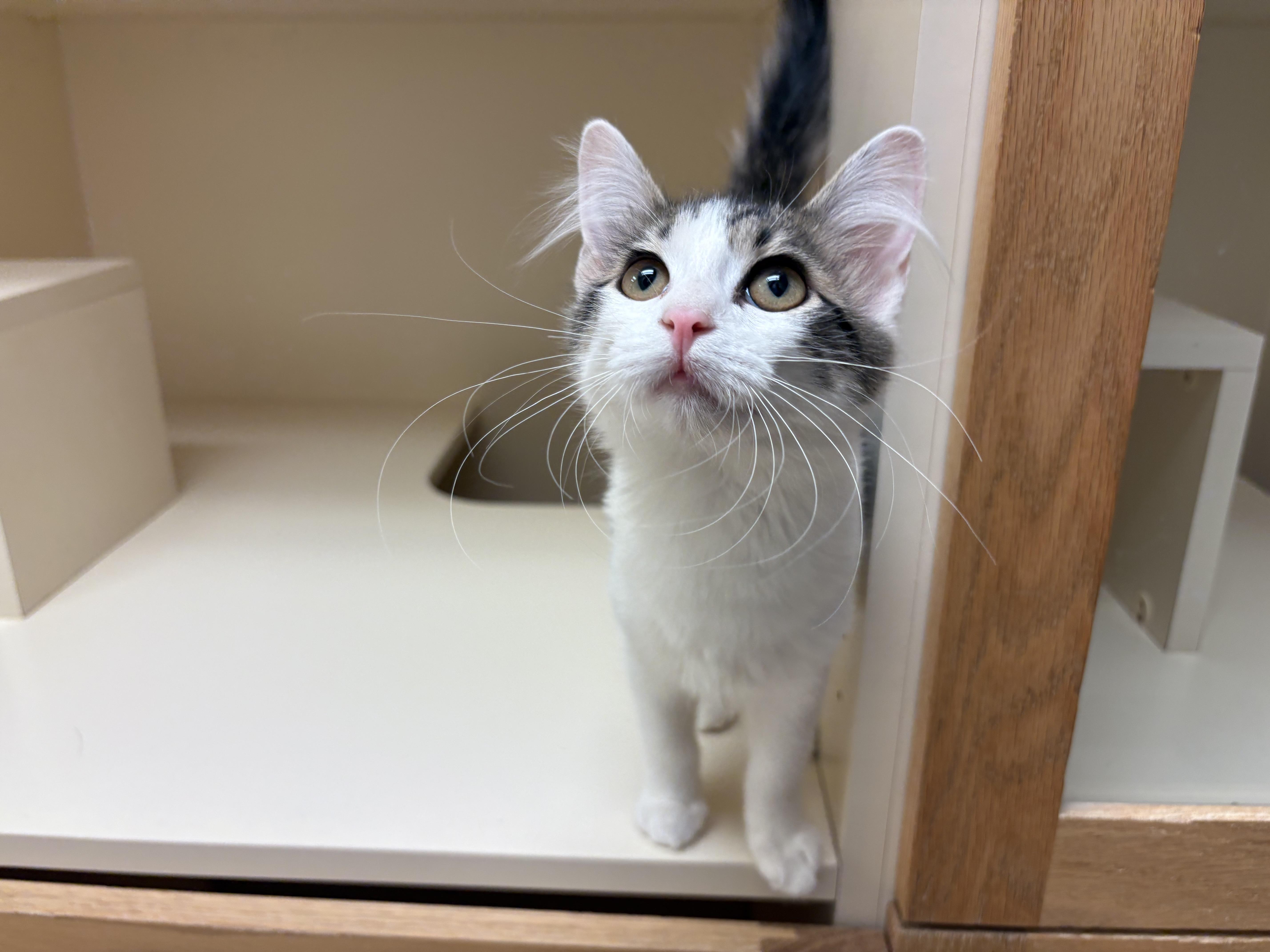 Dolly Purrton, a Adoptable Domestic Short Hair in Hays, KS image 1/6