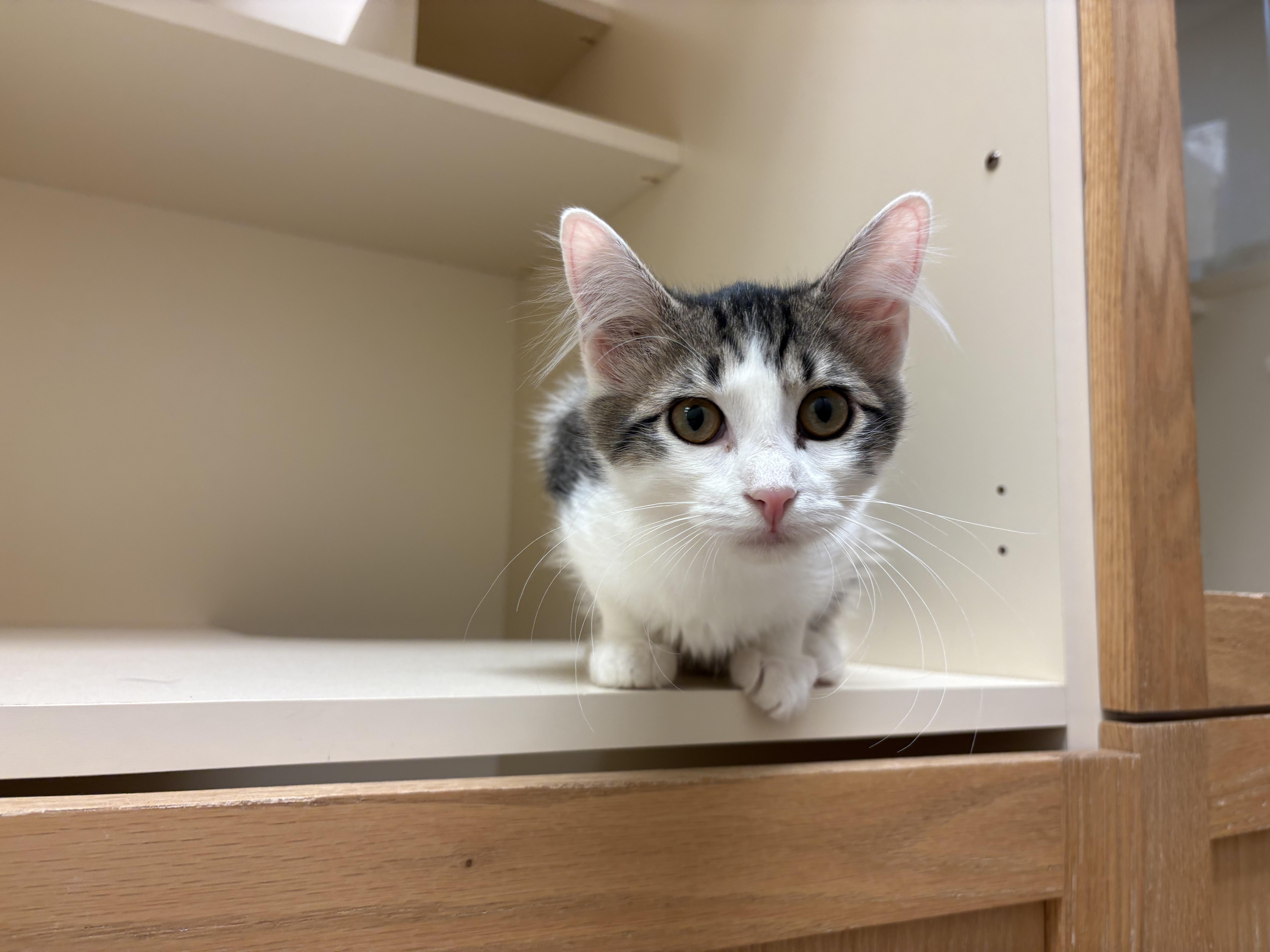 Dolly Purrton, a Adoptable Domestic Short Hair in Hays, KS image 2/6