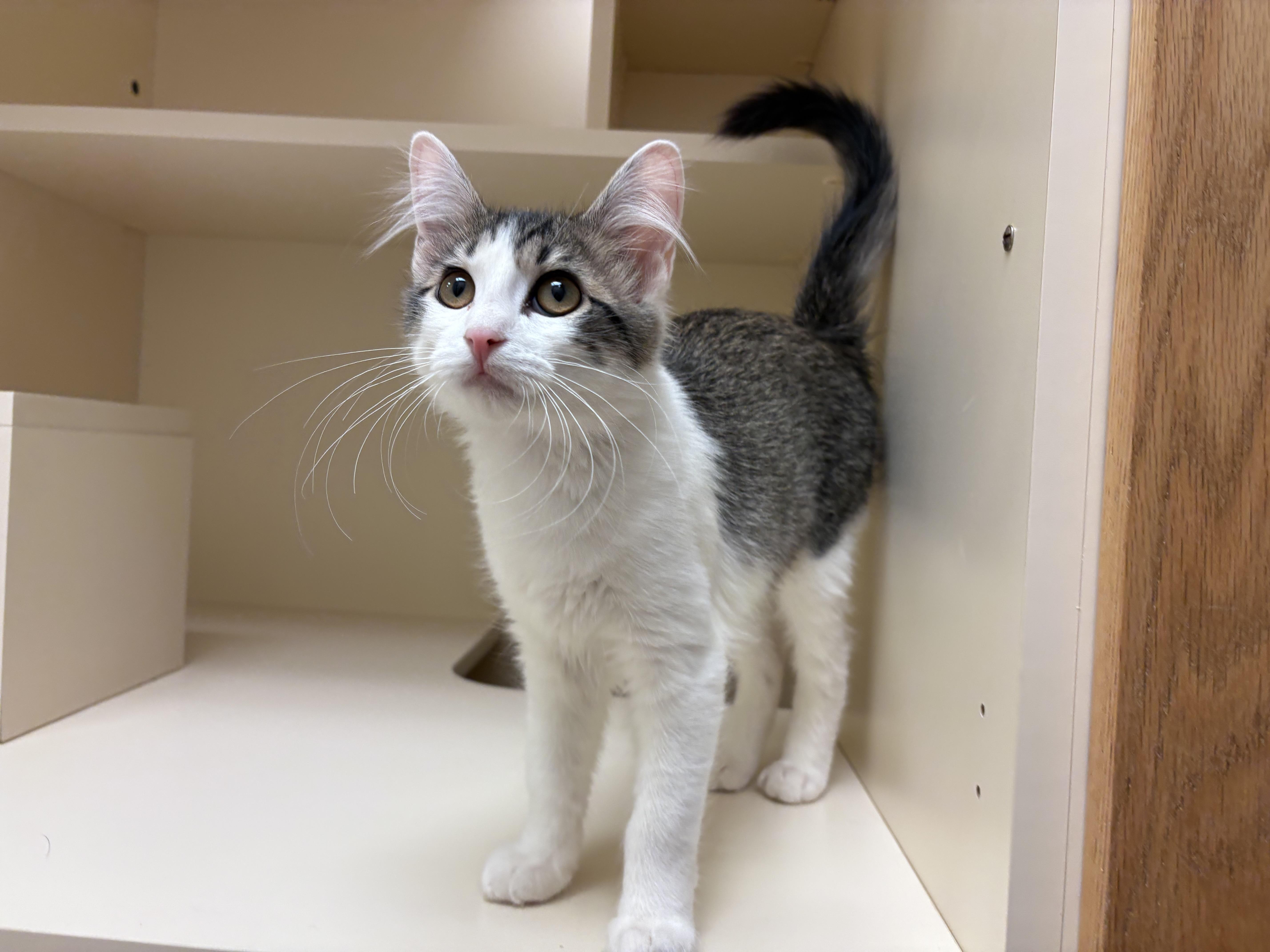 Dolly Purrton, a Adoptable Domestic Short Hair in Hays, KS image 3/6