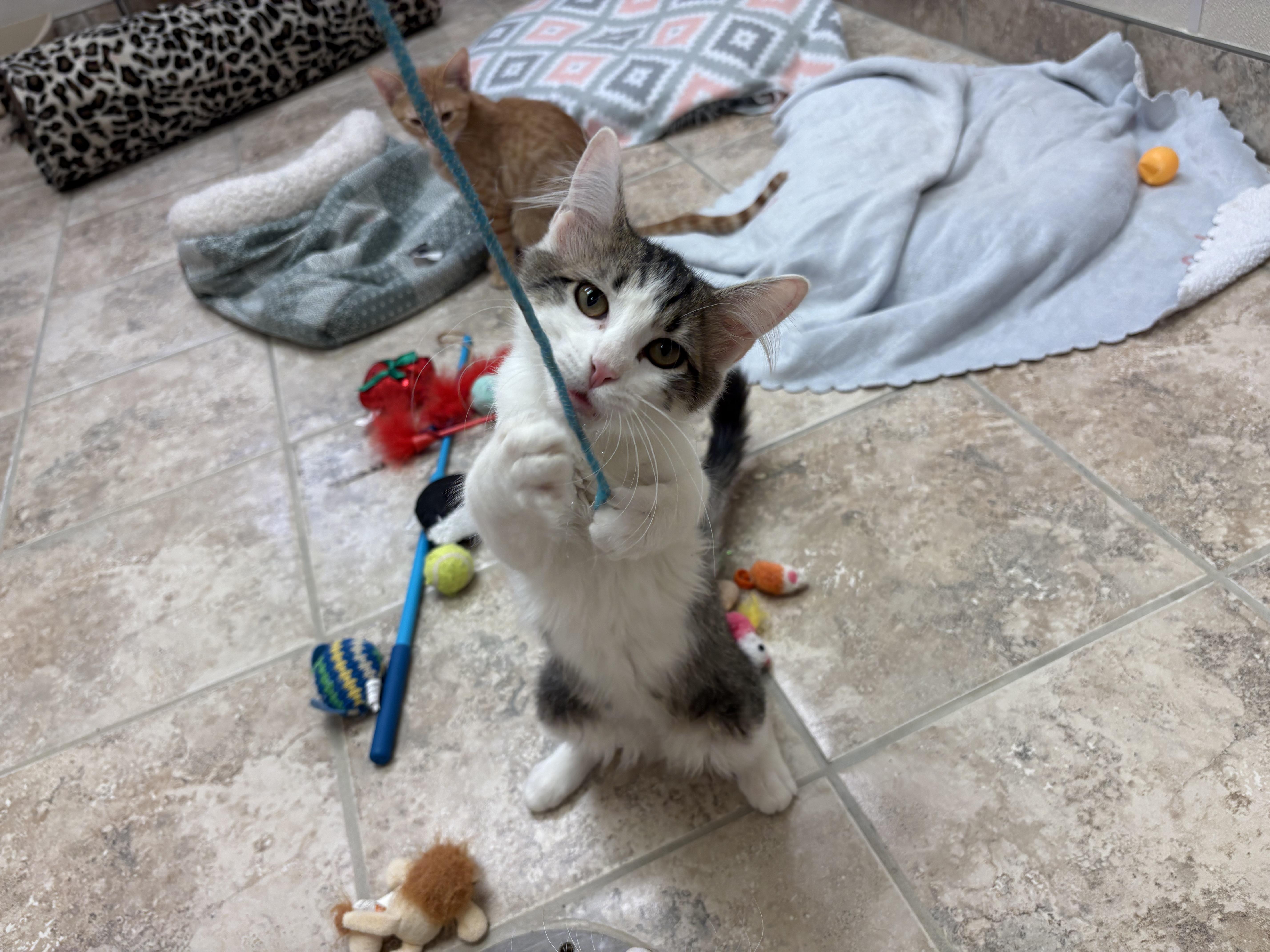 Dolly Purrton, a Adoptable Domestic Short Hair in Hays, KS image 4/6