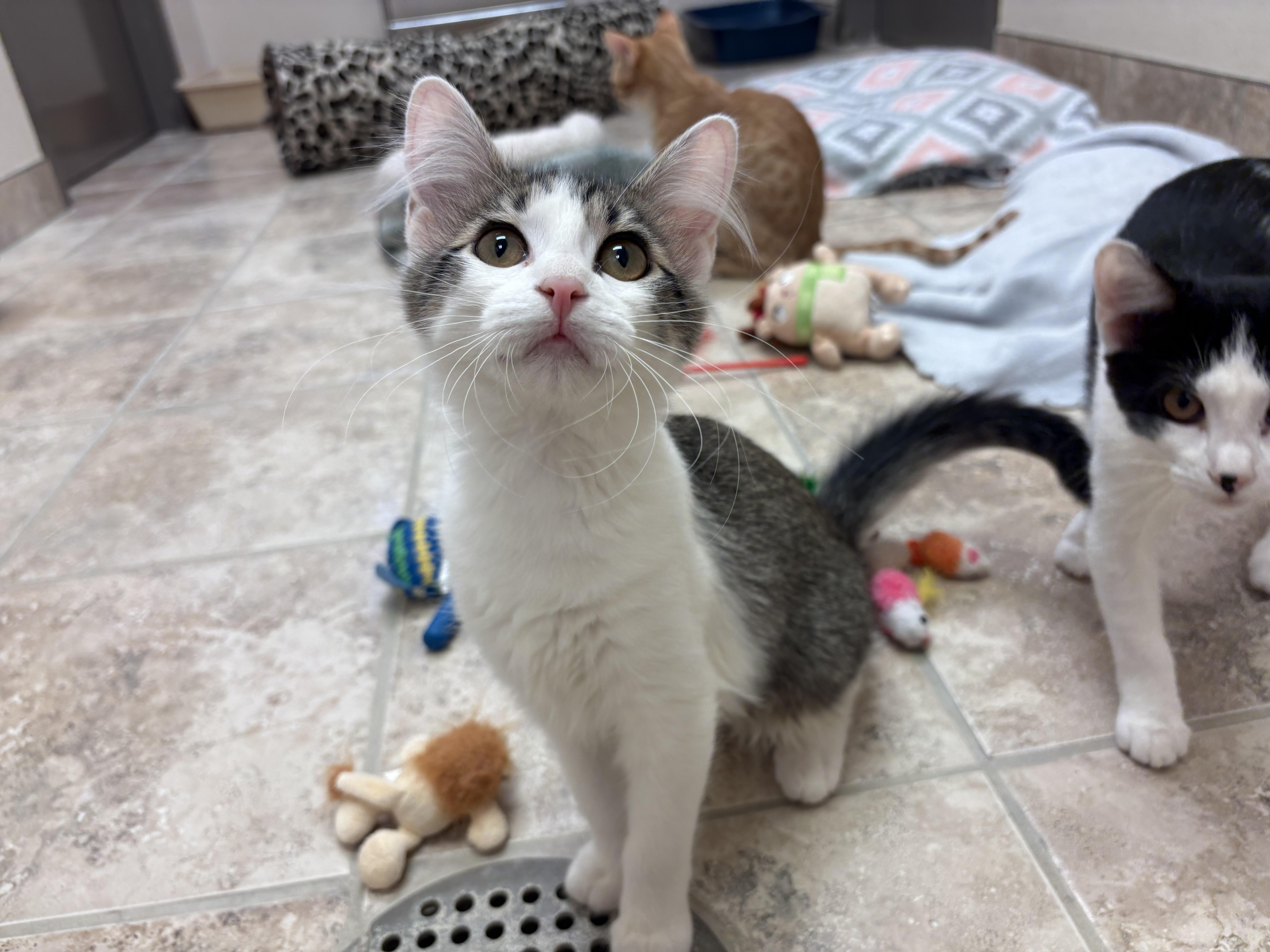 Dolly Purrton, a Adoptable Domestic Short Hair in Hays, KS image 5/6