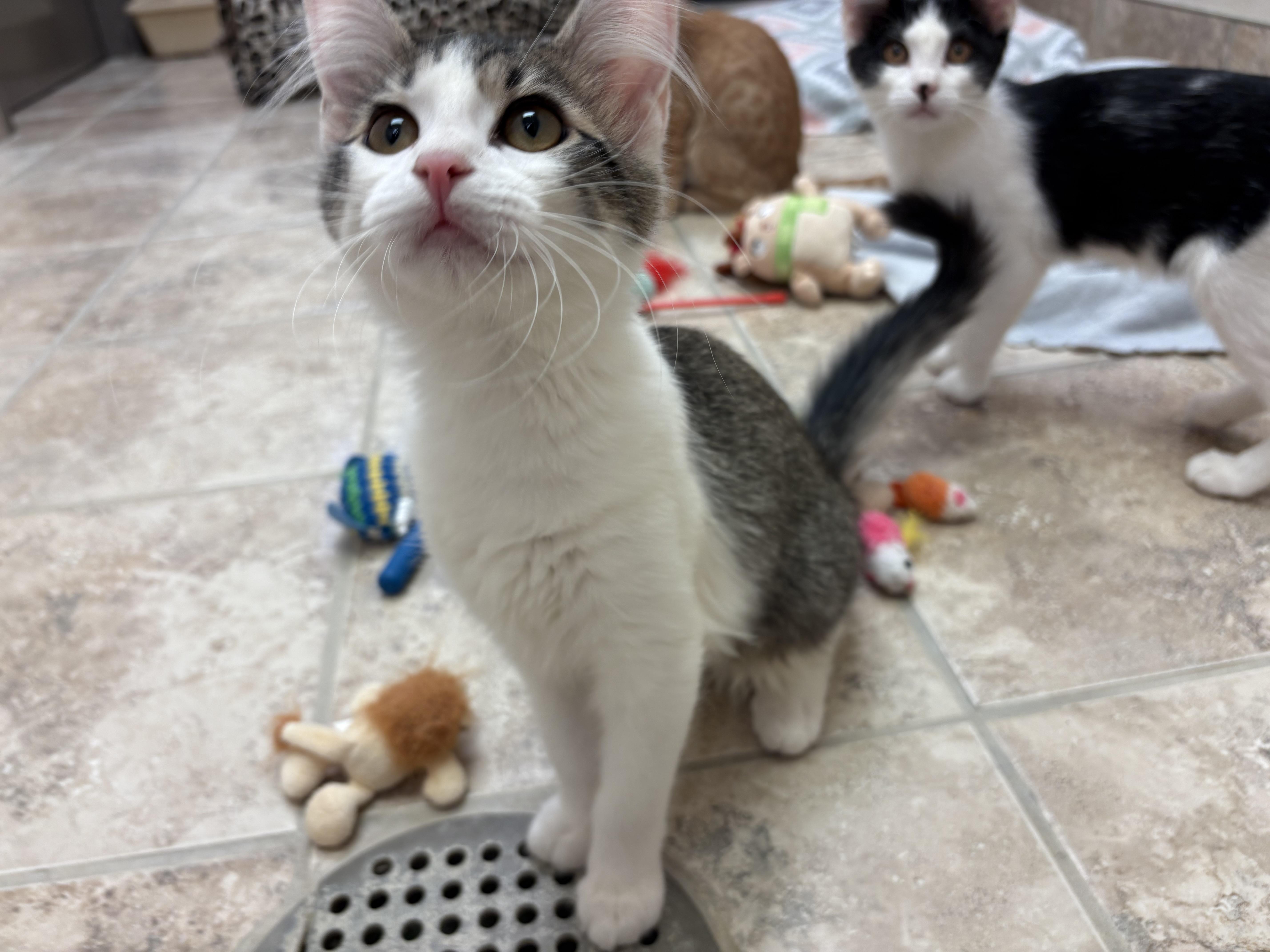 Dolly Purrton, a Adoptable Domestic Short Hair in Hays, KS image 6/6