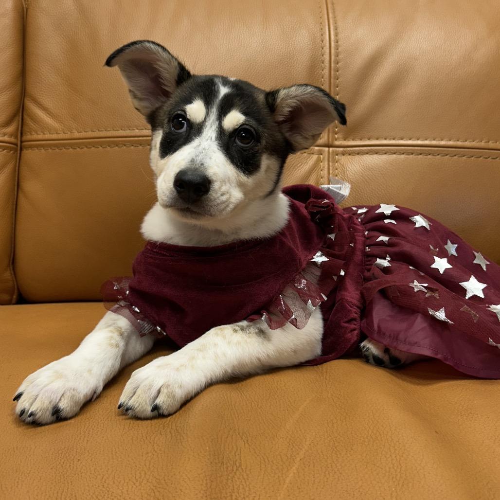 658 (2026) Jennifer, a Adoptable mixed breed in Parker, CO image 1/6