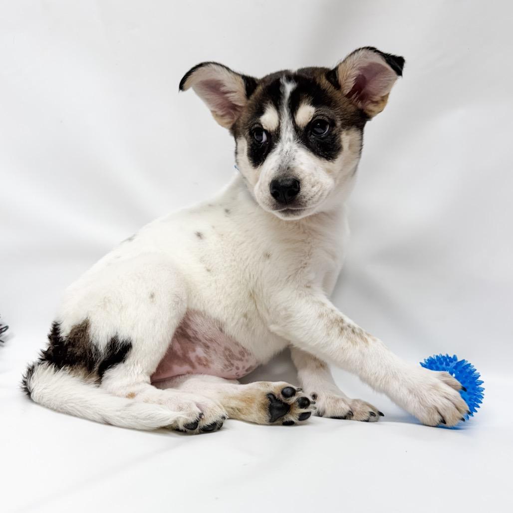 658 (2026) Jennifer, a Adoptable mixed breed in Parker, CO image 2/6