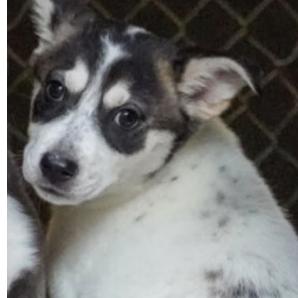 658 (2026) Jennifer, a Adoptable mixed breed in Parker, CO image 3/6